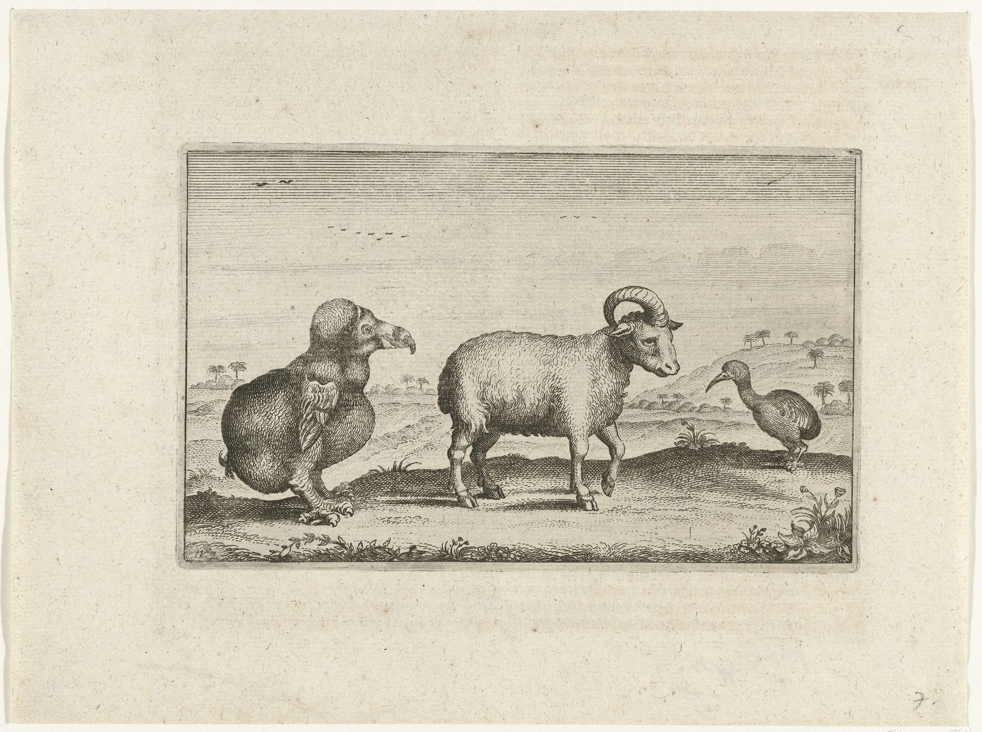 Verschillende lokale diersoorten, waaronder een dodo, 1624 by Adriaen Matham