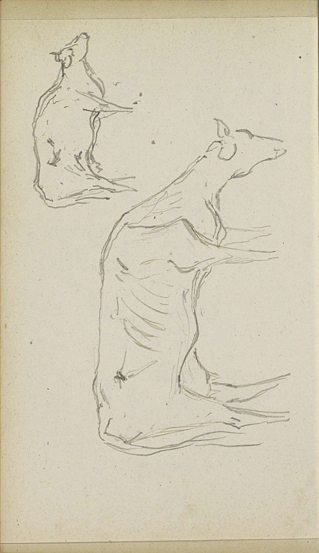 Koeien, van opzij gezien by Johannes Tavenraat