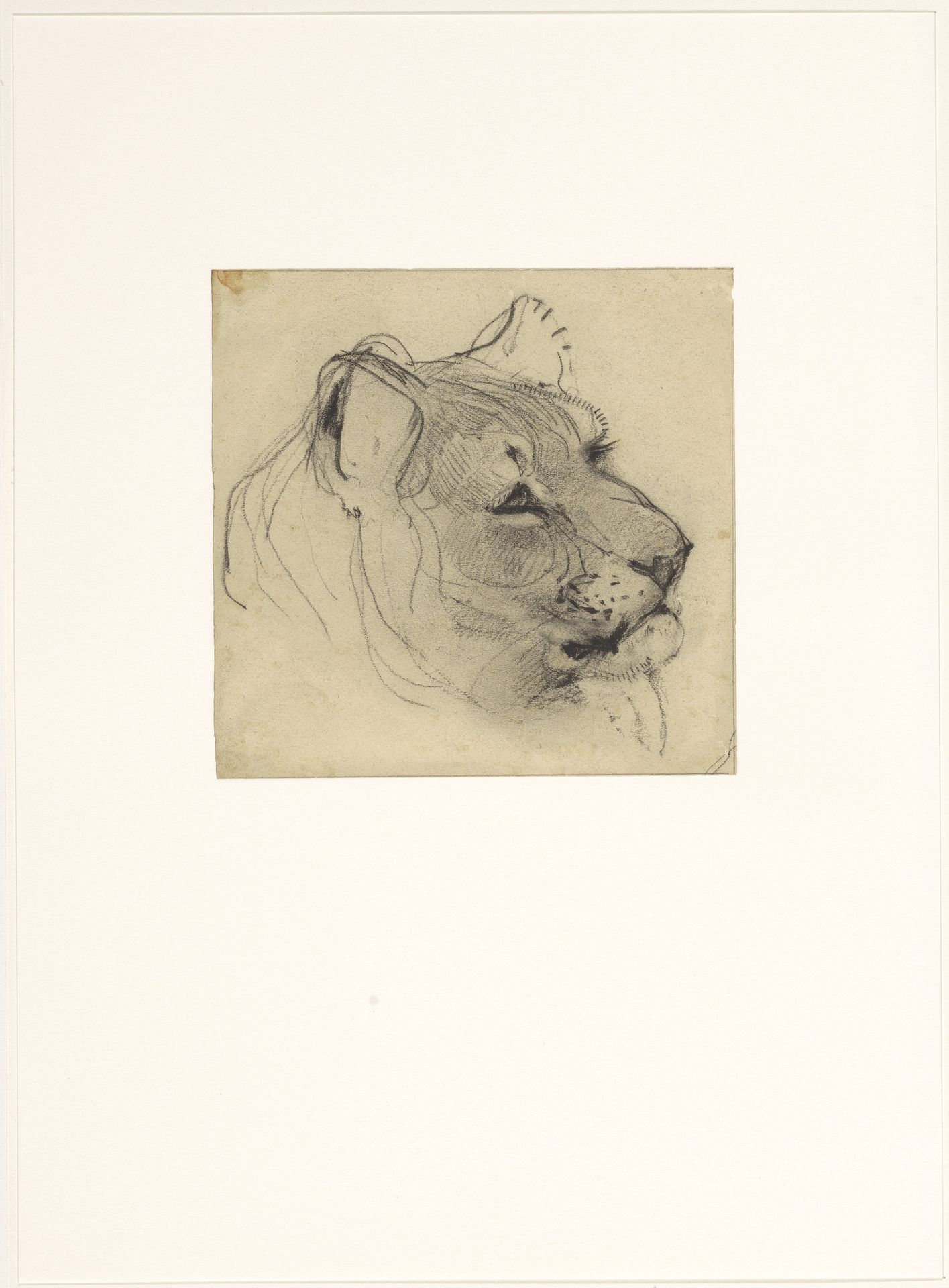 Kop van een leeuwin by Bernard Willem Wierink