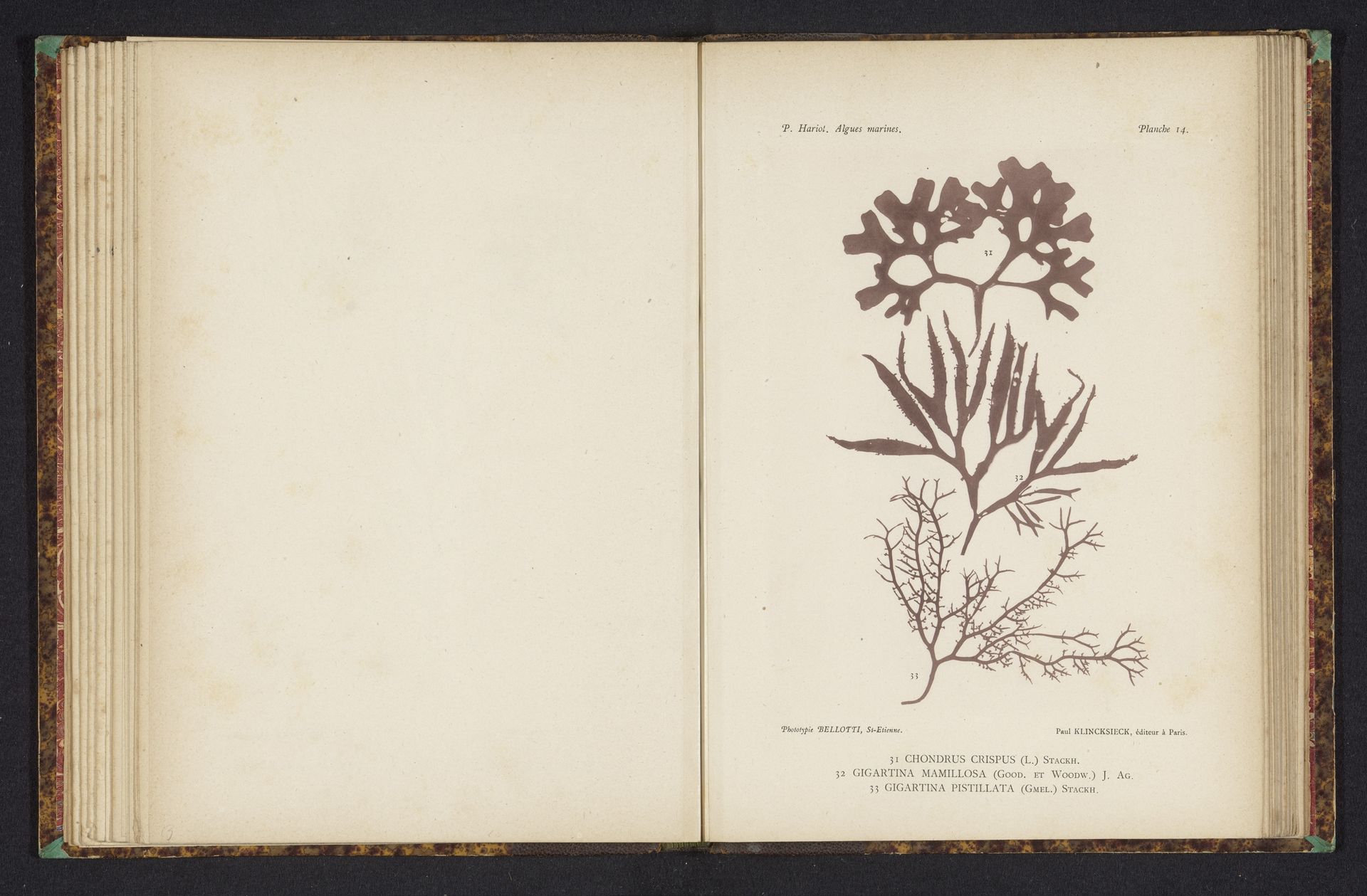 Drie soorten zeewier by Anonymous