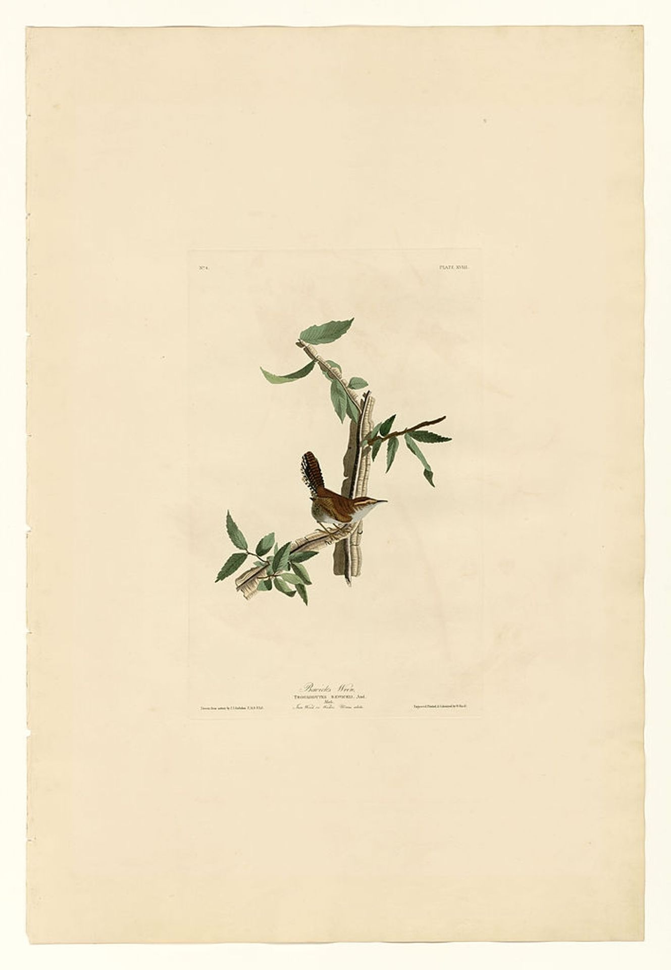 Plate 18. Bewick's Wren by John James Audubon