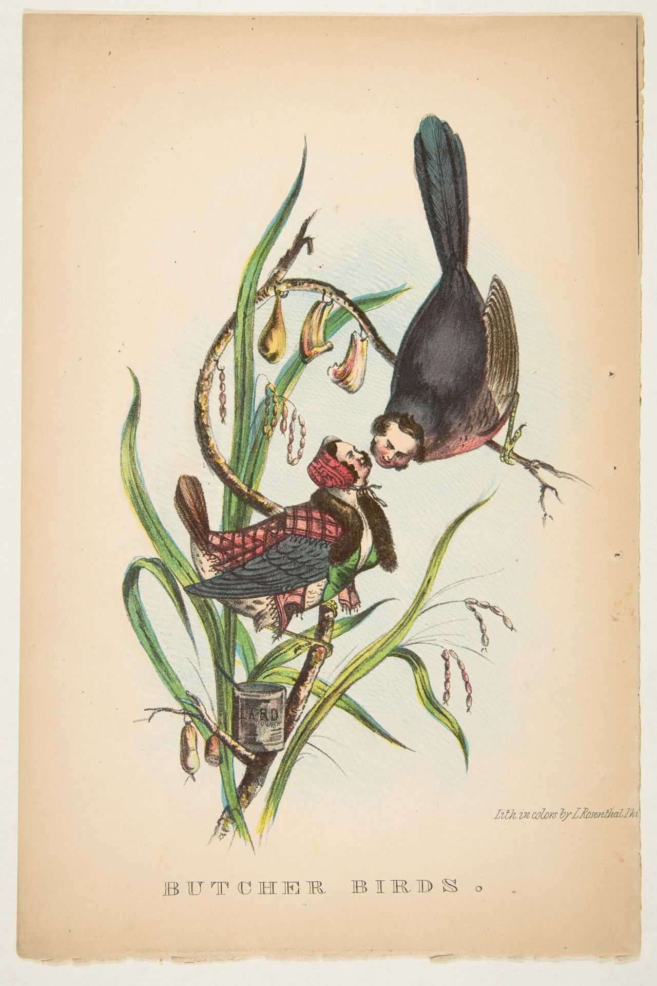 Butcher Birds, from The Comic Natural History of the Human Race by Henry Louis Stephens