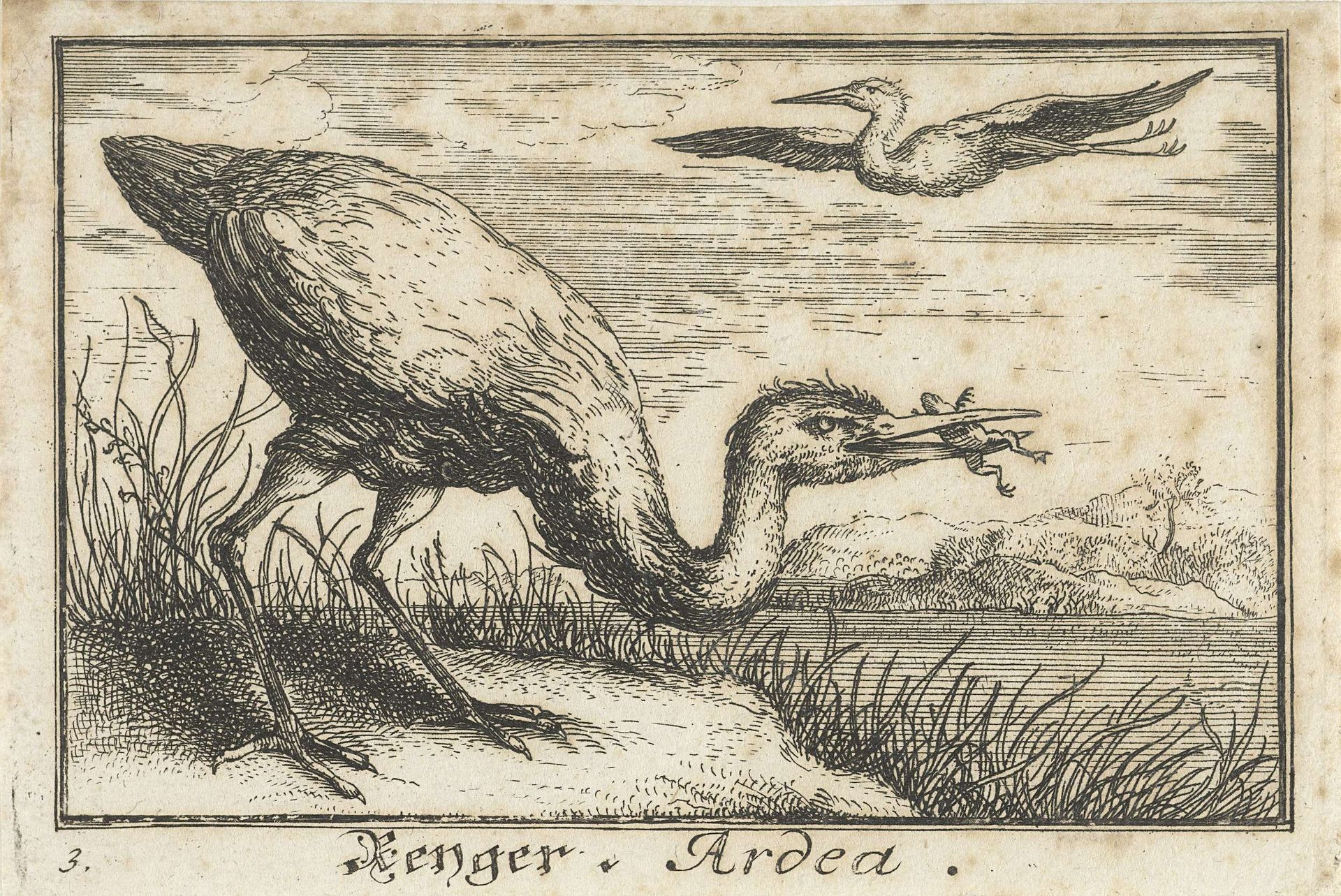 Reiger met kikker in de bek by Anonymous