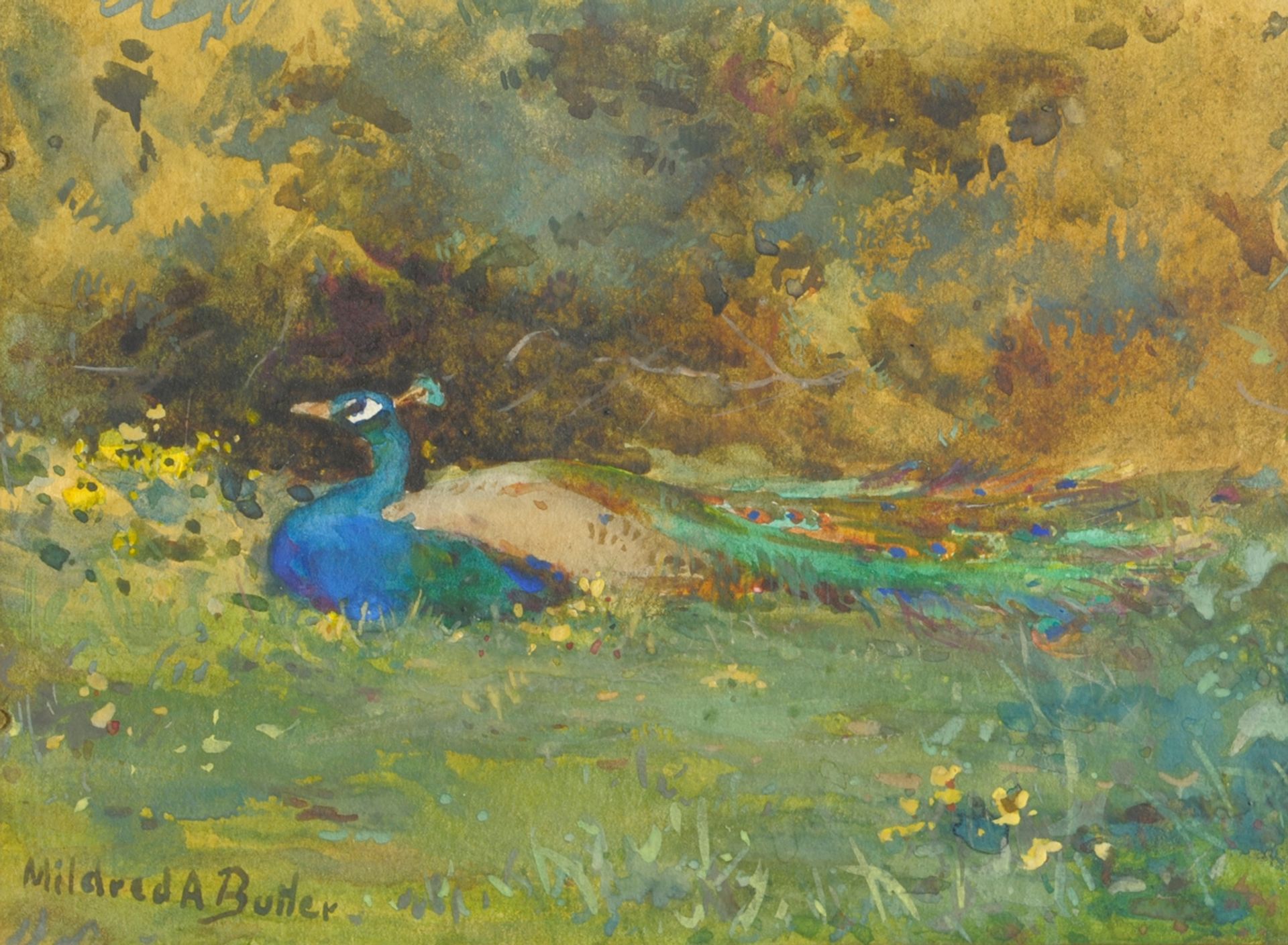 Peacock in a Garden by Mildred Anne Butler