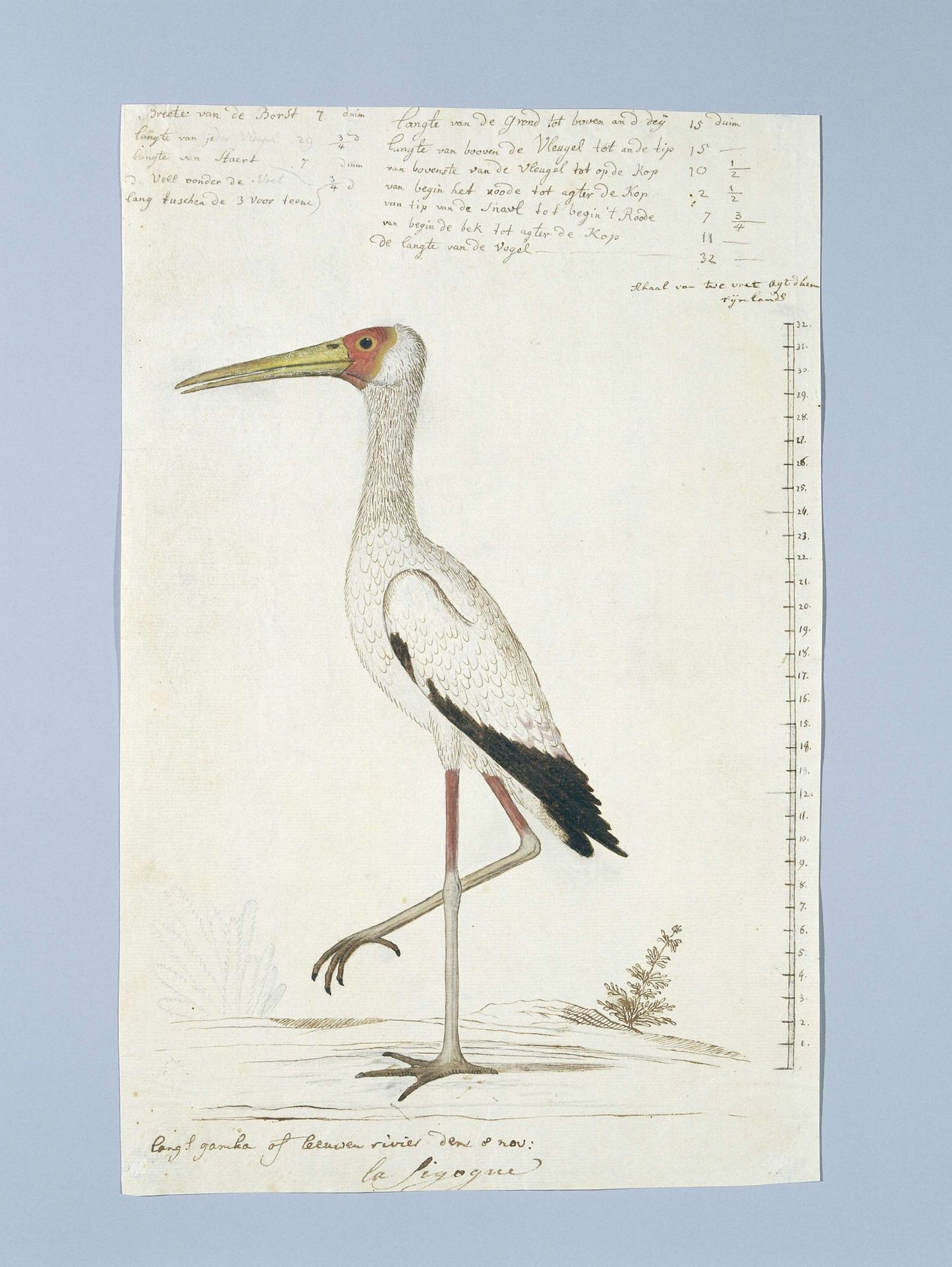 Mycteria ibis (Yellow-billed stork) by Robert Jacob Gordon