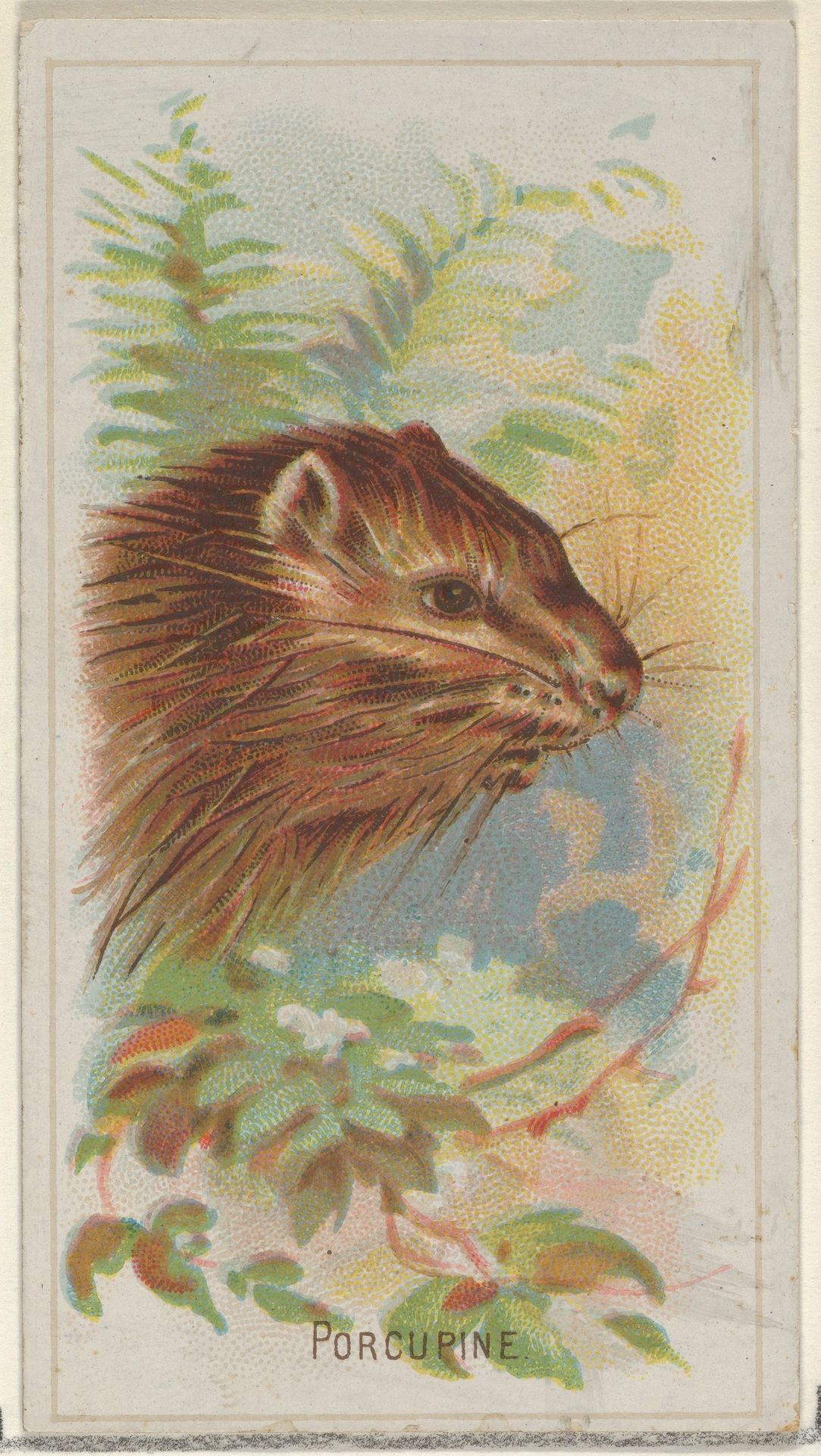 Porcupine, from the Wild Animals of the World series (N25) for Allen & Ginter Cigarettes by Allen & Ginter