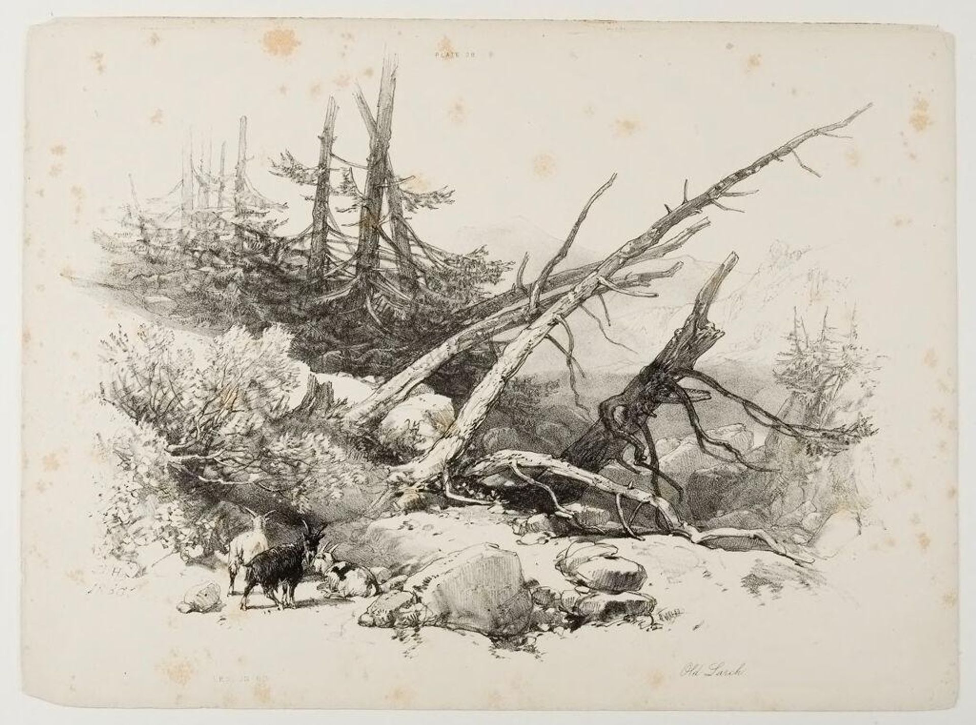 Old Larch by James Duffield Harding