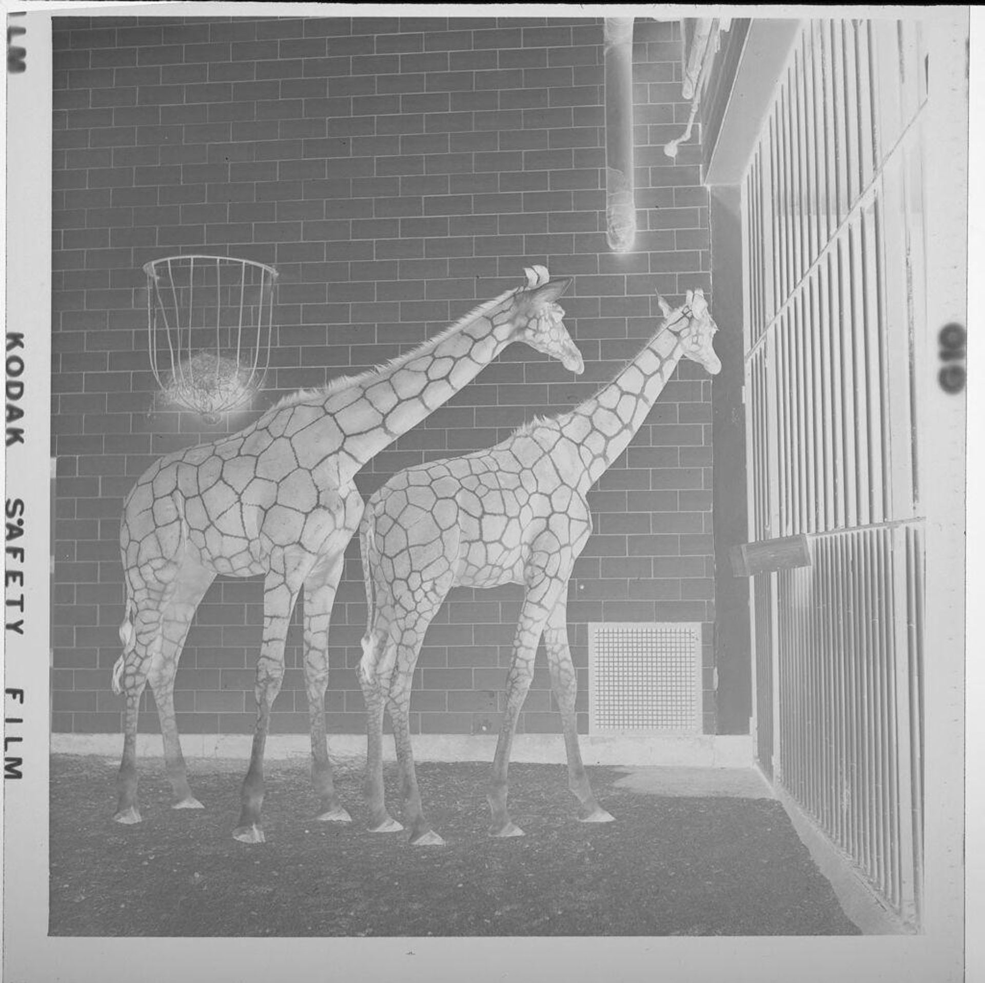 Untitled (two giraffes at zoo) by Jack Gould