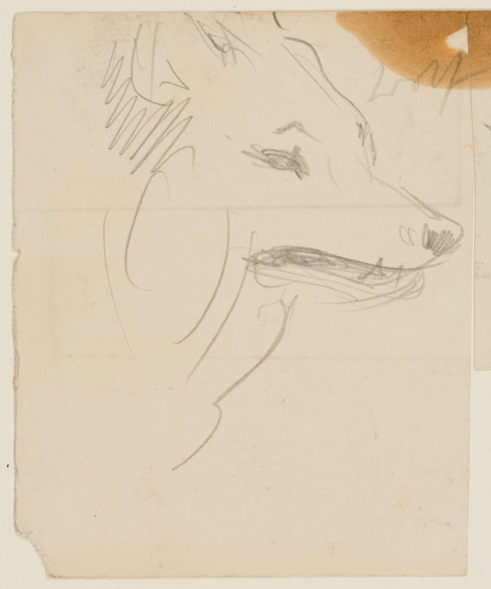 Study of a Wolf's head; verso: Partial Studies of Oxen by John Singer Sargent