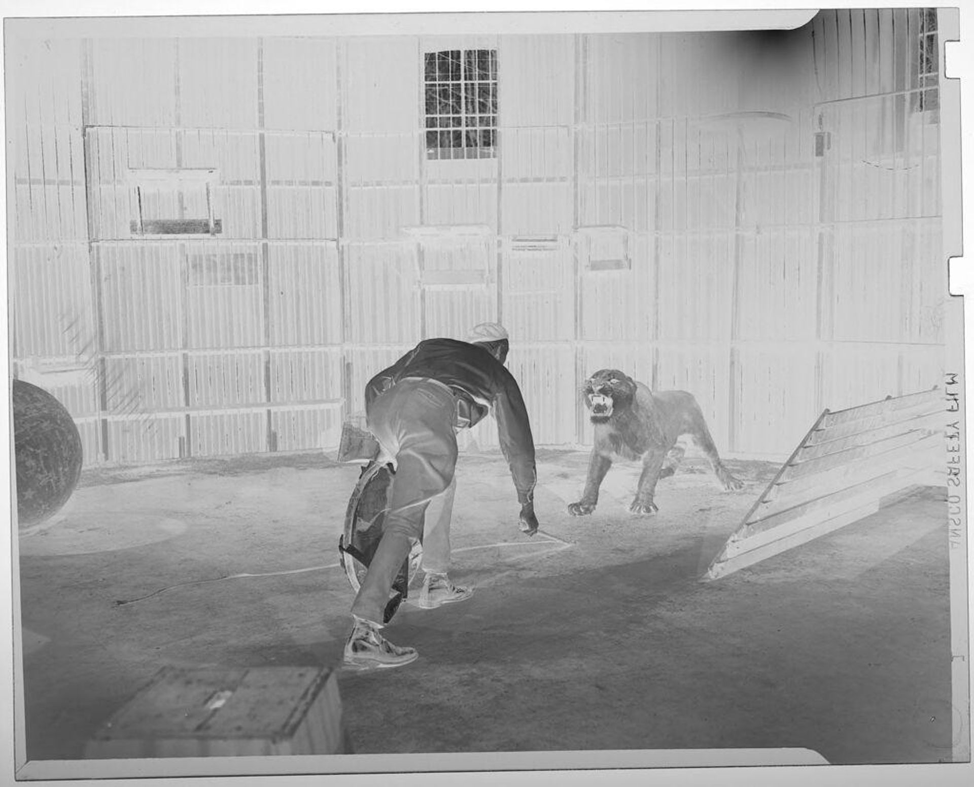 Untitled (trainer facing off with growling lion inside large cage) by Jack Gould