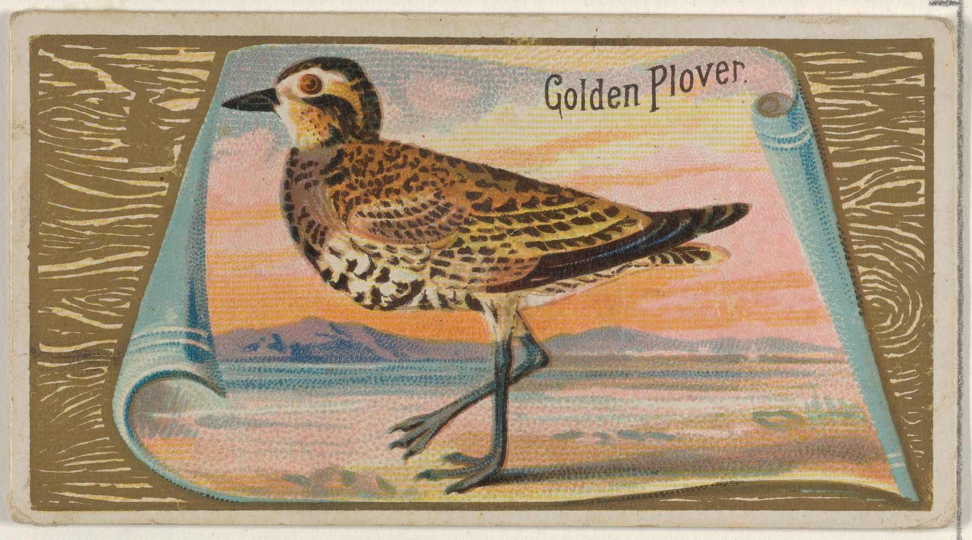 Golden Plover, from the Game Birds series (N13) for Allen & Ginter Cigarettes Brands by Allen & Ginter