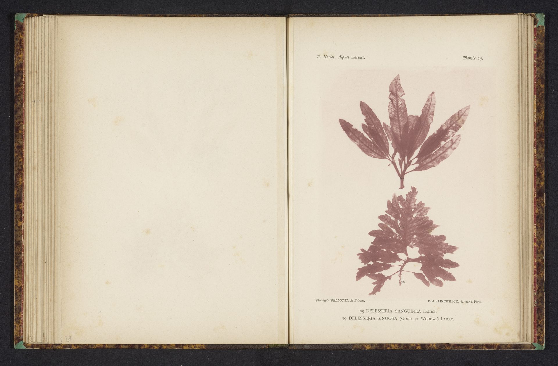 Twee soorten zeewier by Anonymous