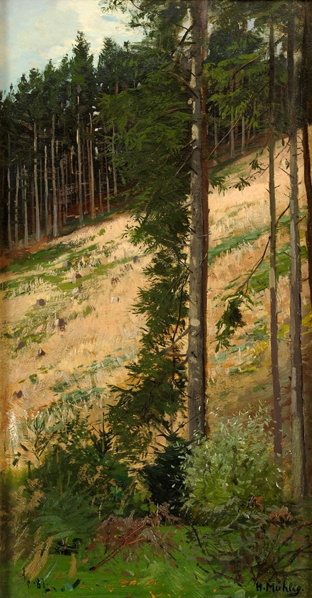 Forest section by Hugo Mühlig