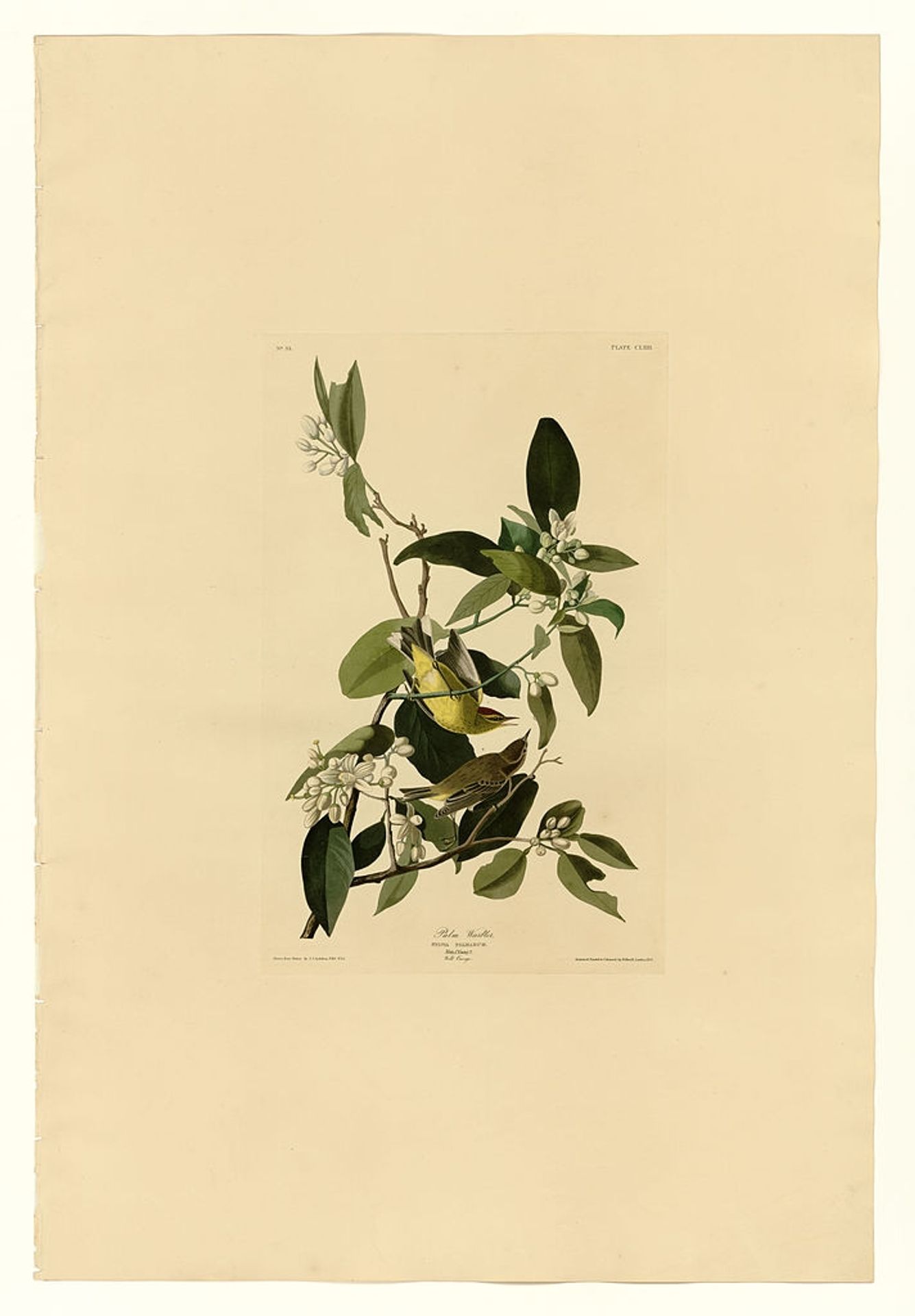 Plate 163 Palm Warbler by John James Audubon