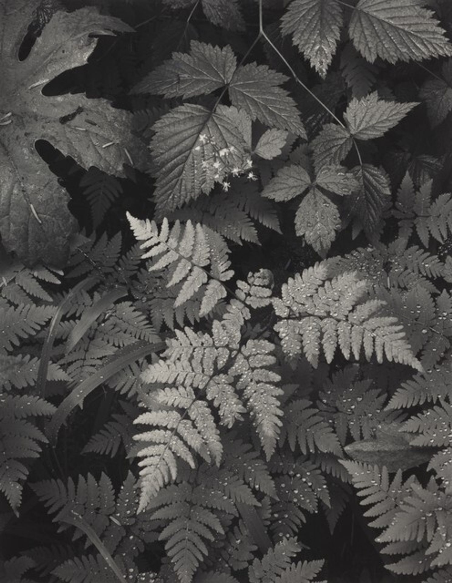 Leaves, Mount Rainier National Park, Washington by Ansel Adams