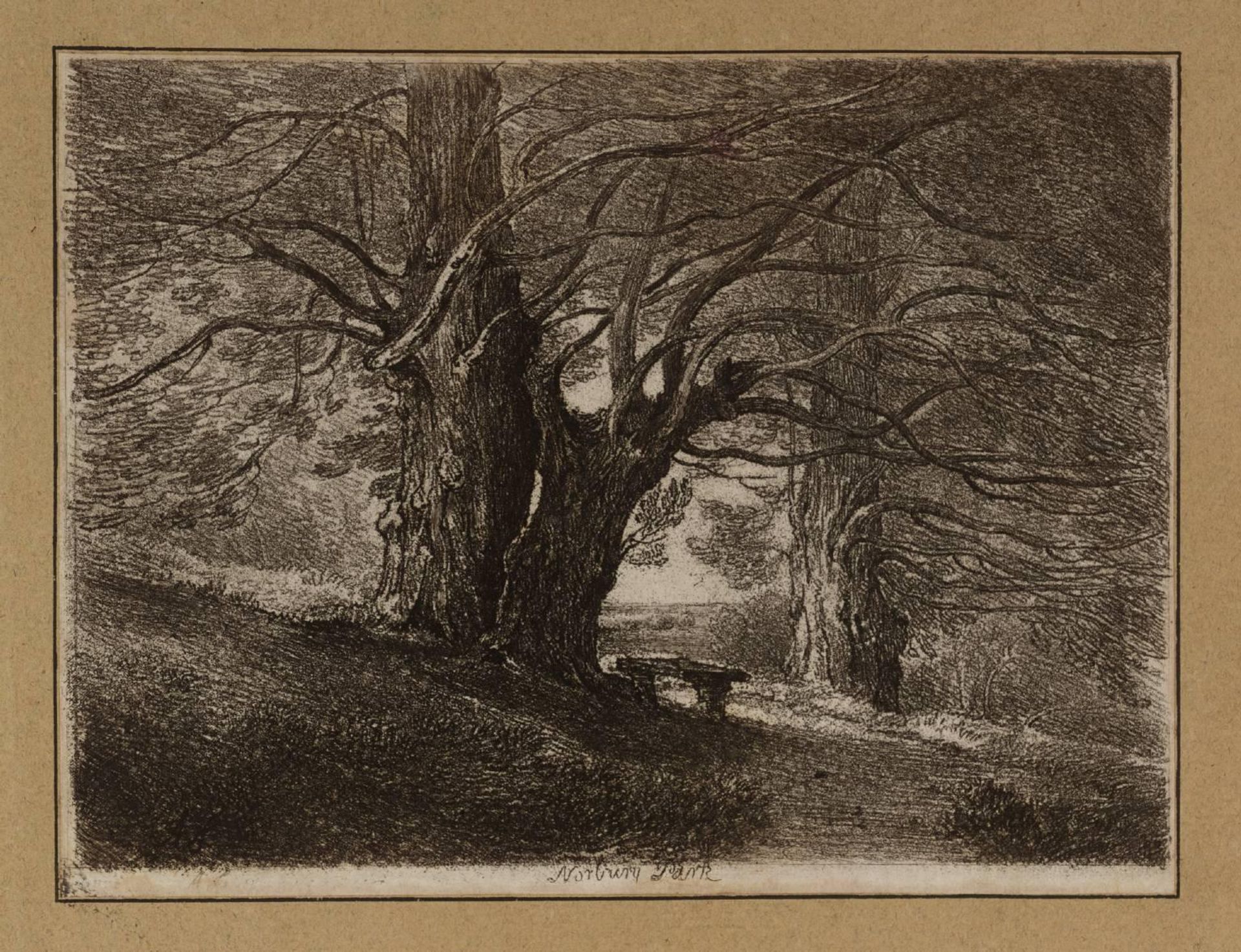 Trees in a Wood, Norbury Park by  Amelia Long