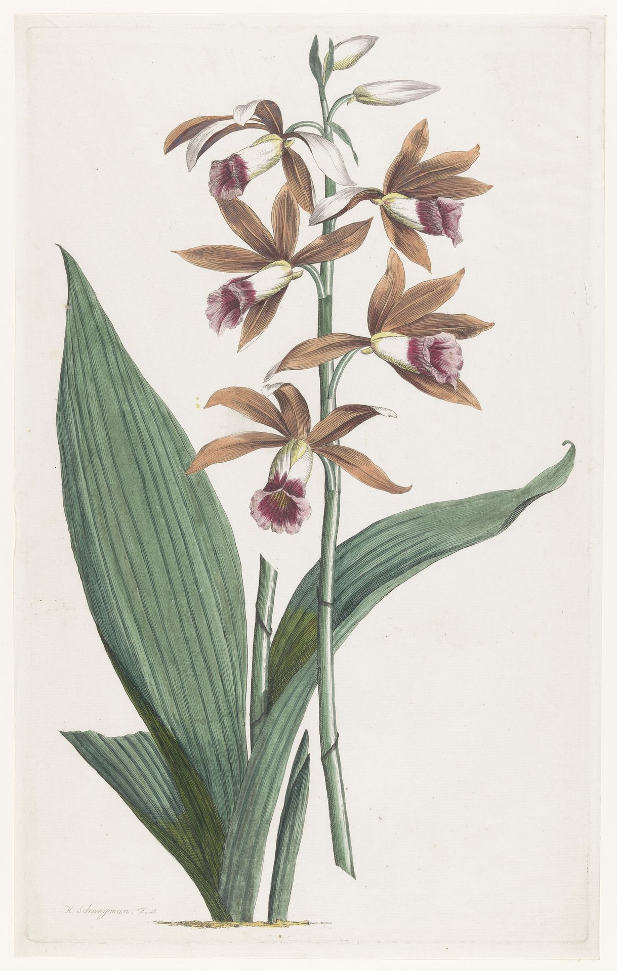 Moerasorchidee by Hendrik Schwegman