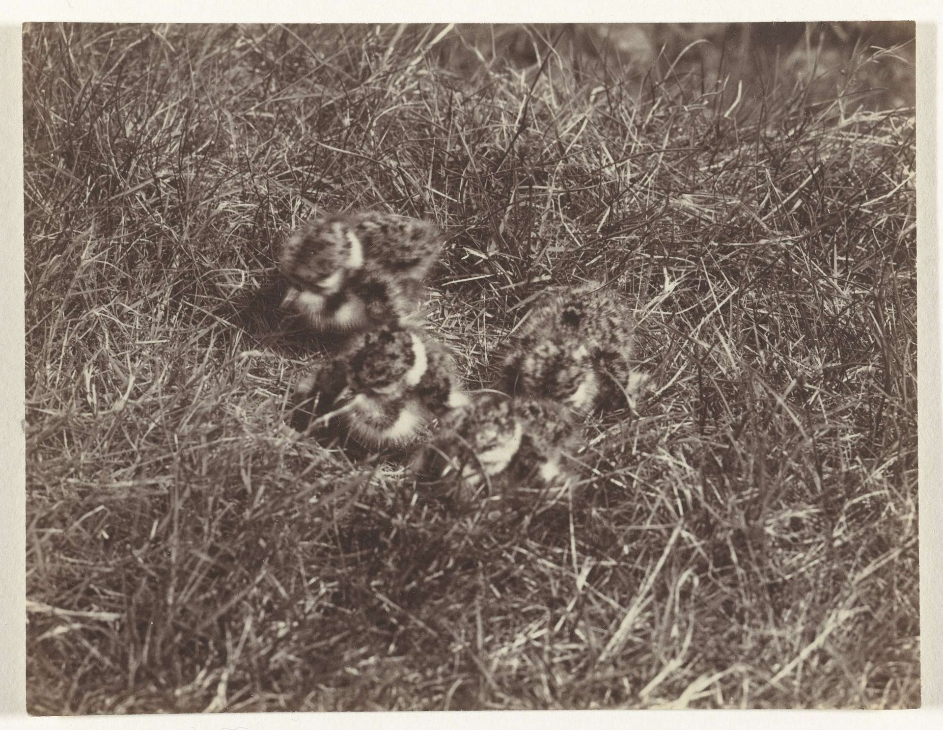 Vier kuikens in het gras by Richard Tepe