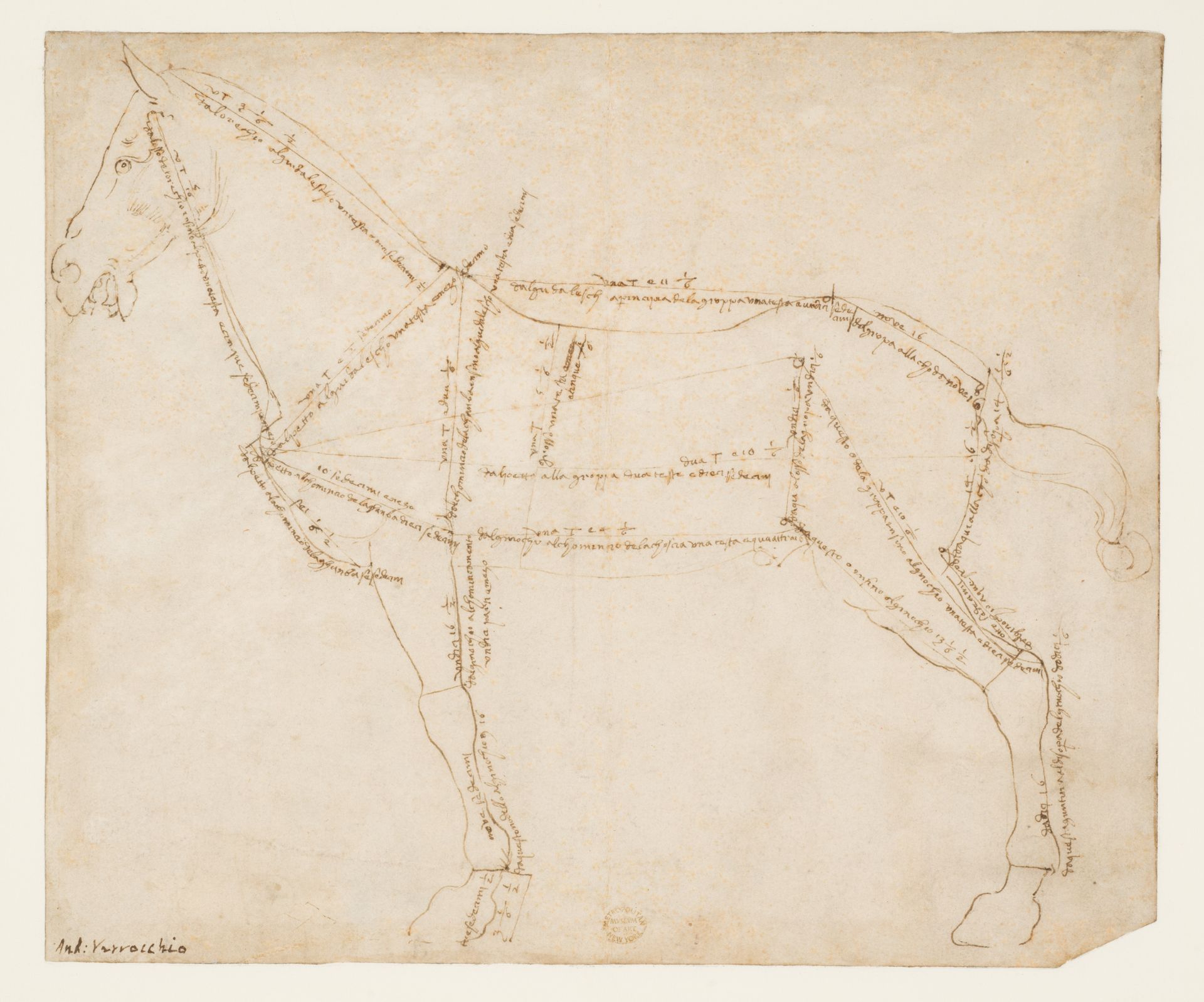 Measured Drawing of a Horse Facing Left (recto) by Andrea del Verrocchio