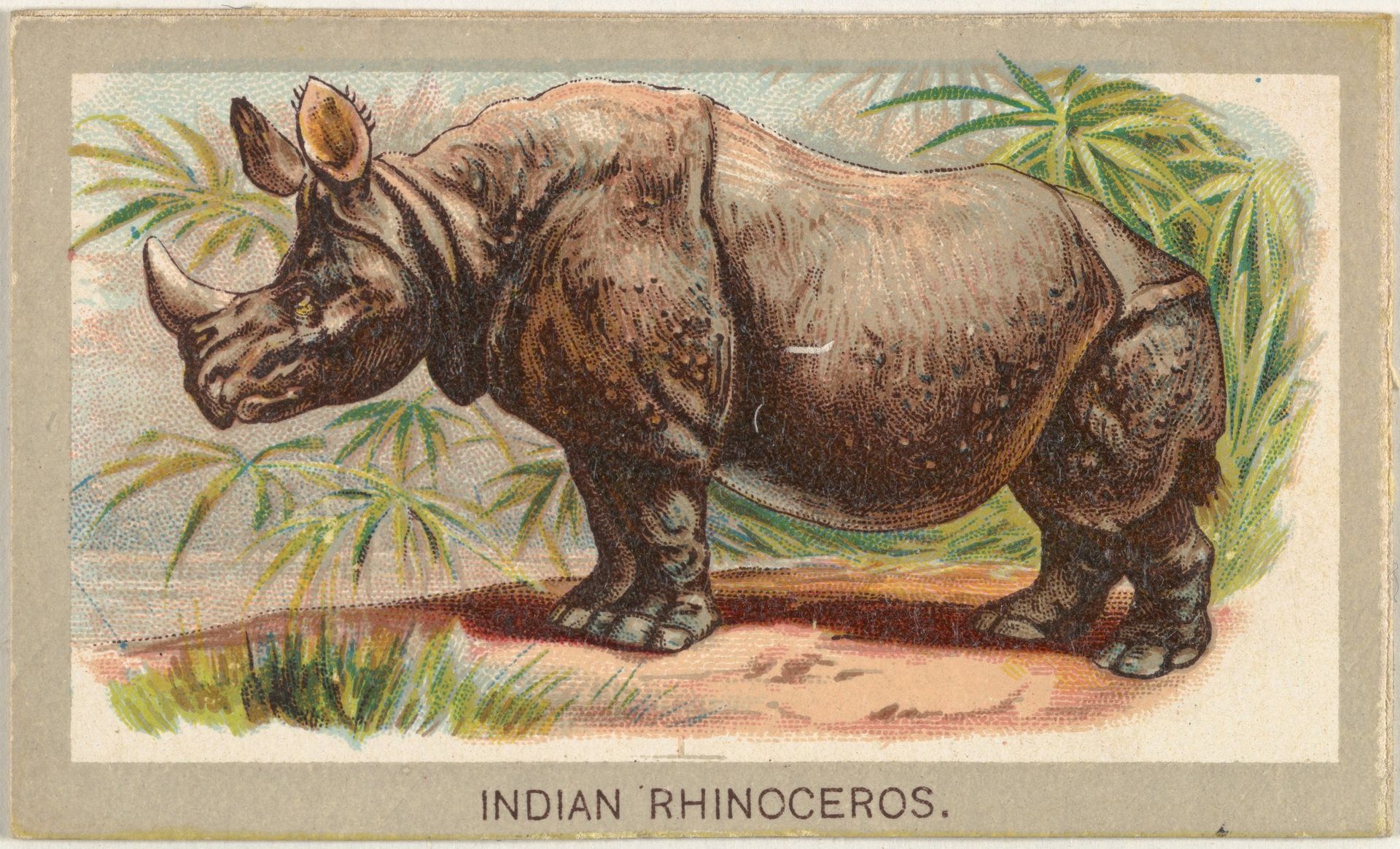 Indian Rhinoceros, from the Animals of the World series (T180), issued by Abdul Cigarettes by Abdul Cigarettes