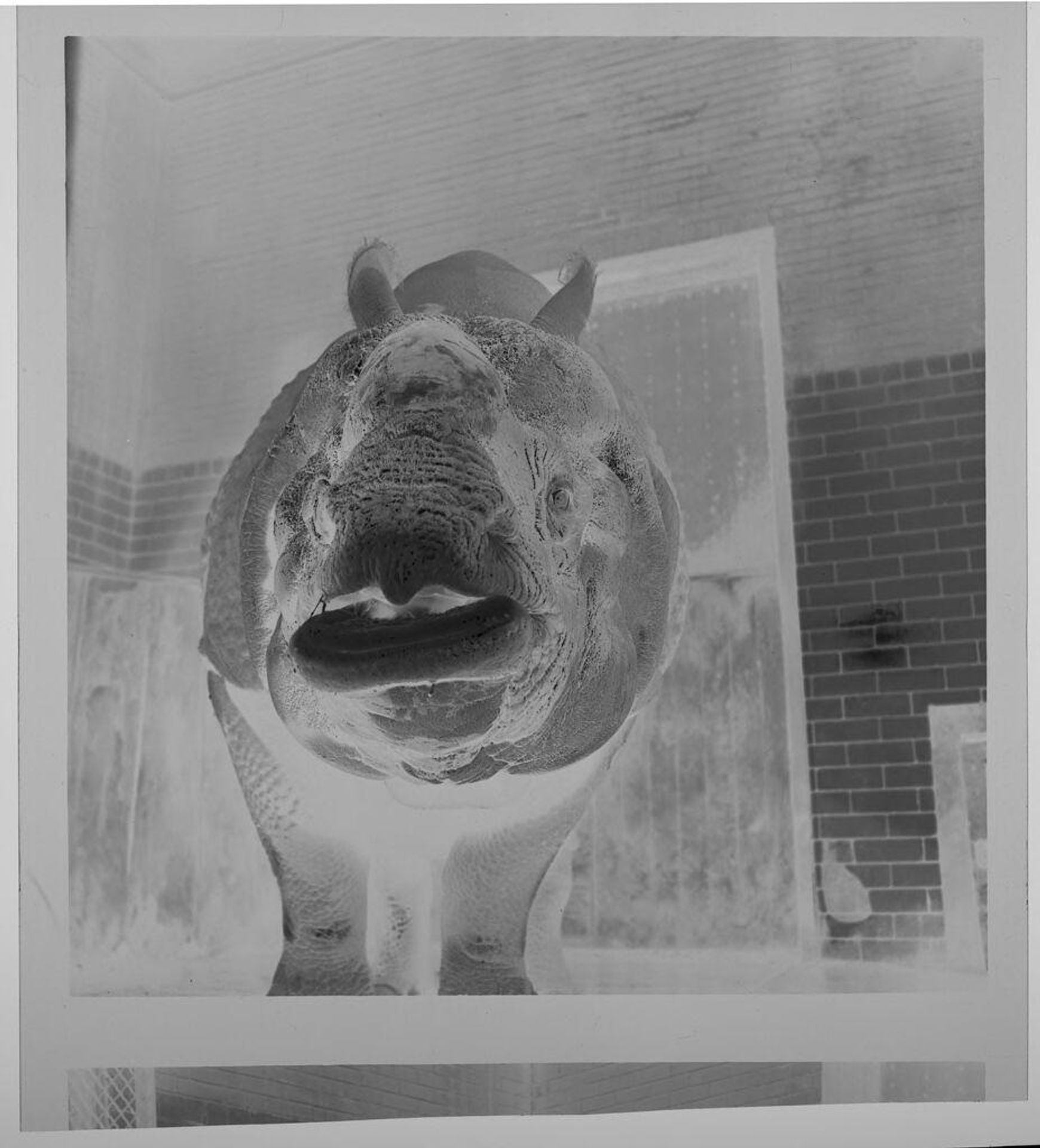 Untitled (rhinoceros, close-up view) by Jack Gould