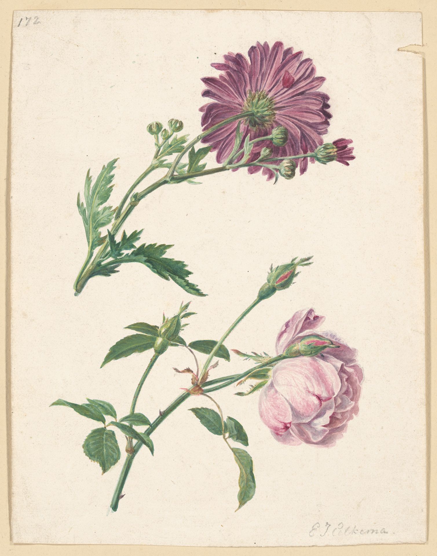 Chrysanthemum? by Eelke Jelles Eelkema