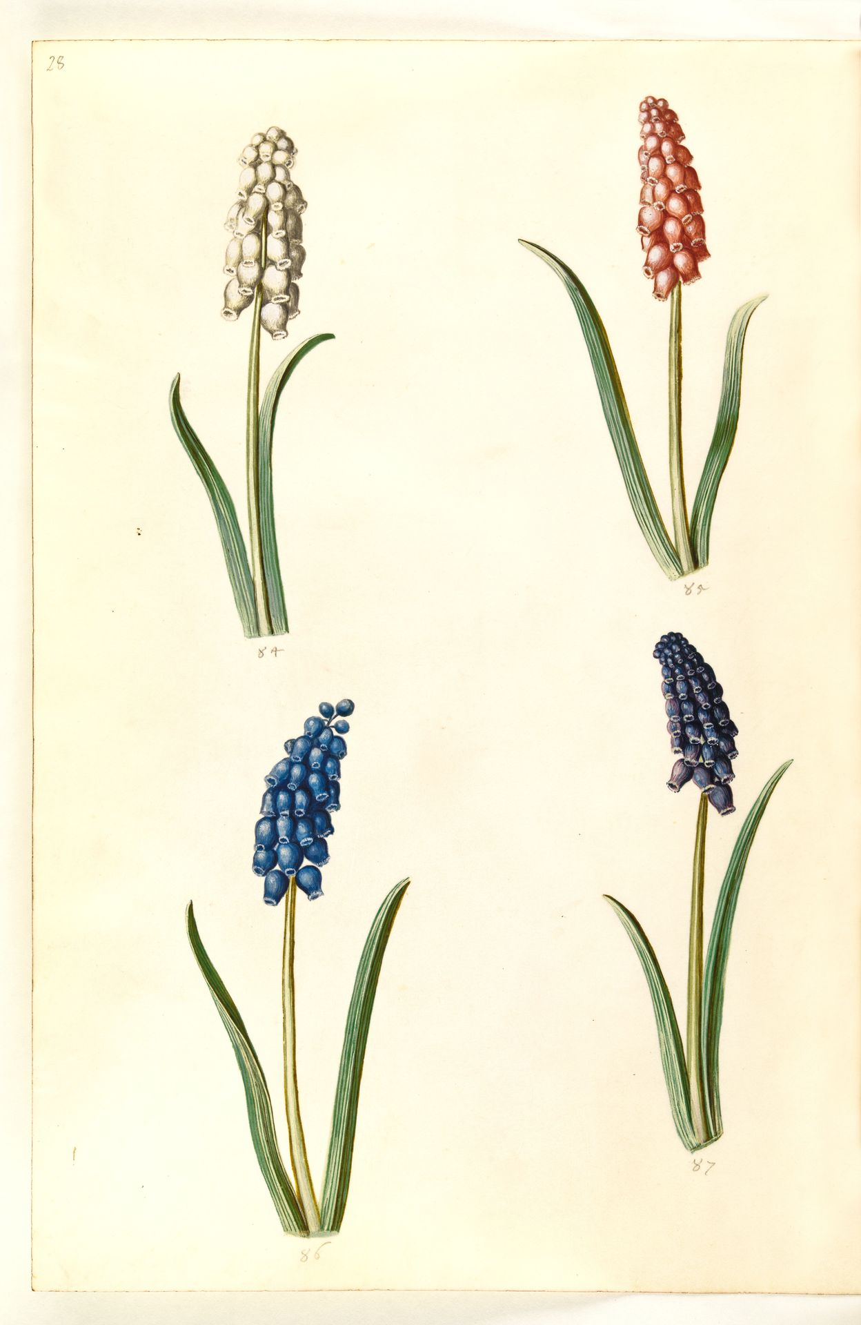 Muscari botryoides (almindelig perlehyacint) by Hans Simon Holtzbecker