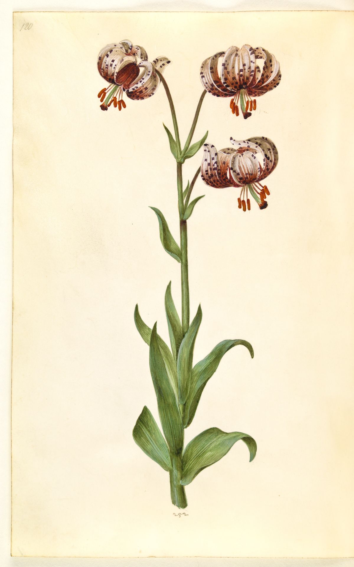 Lilium martagon (krans-lilje) by Hans Simon Holtzbecker