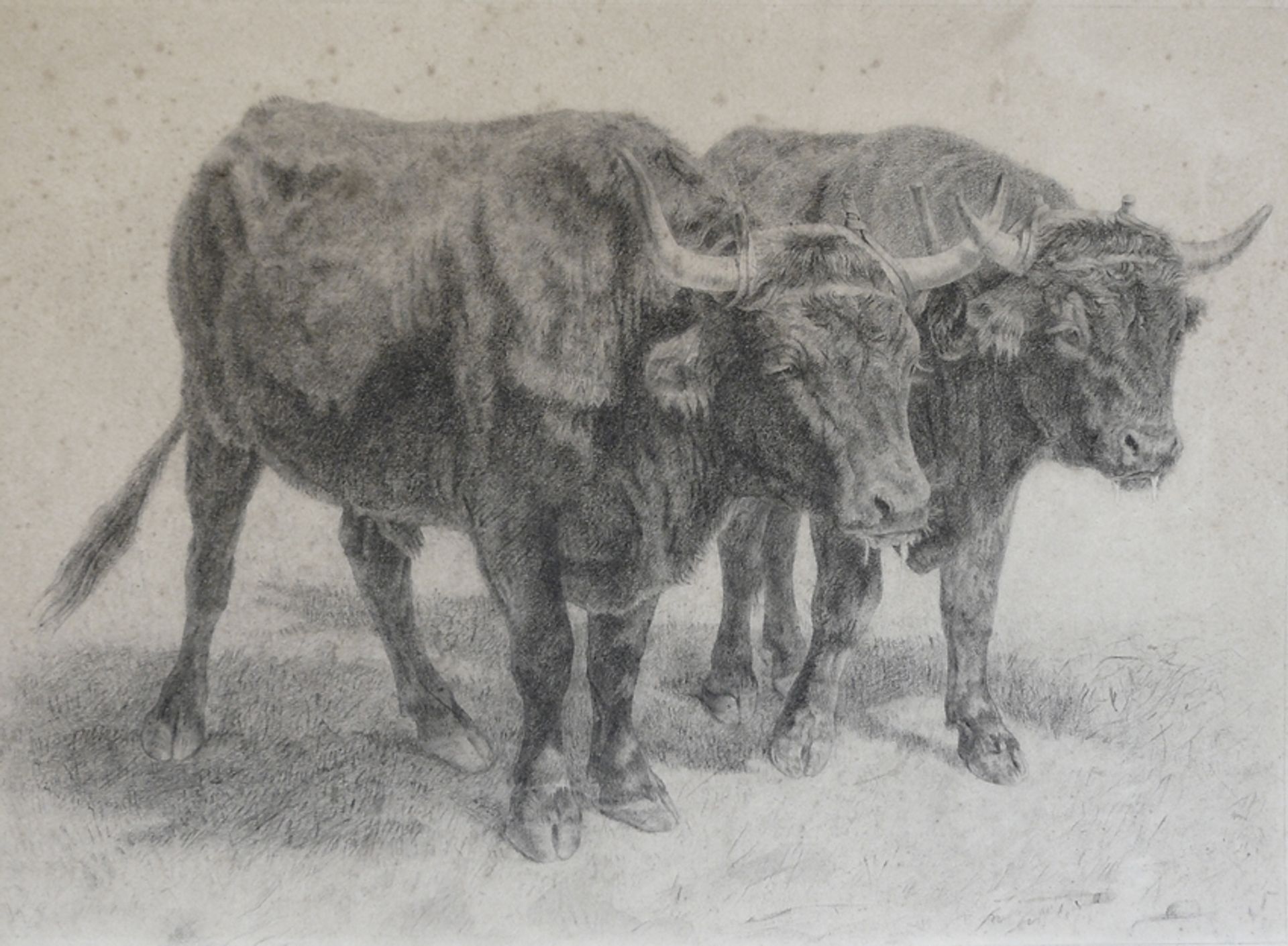 Boeufs du Cantal by Rosa Bonheur