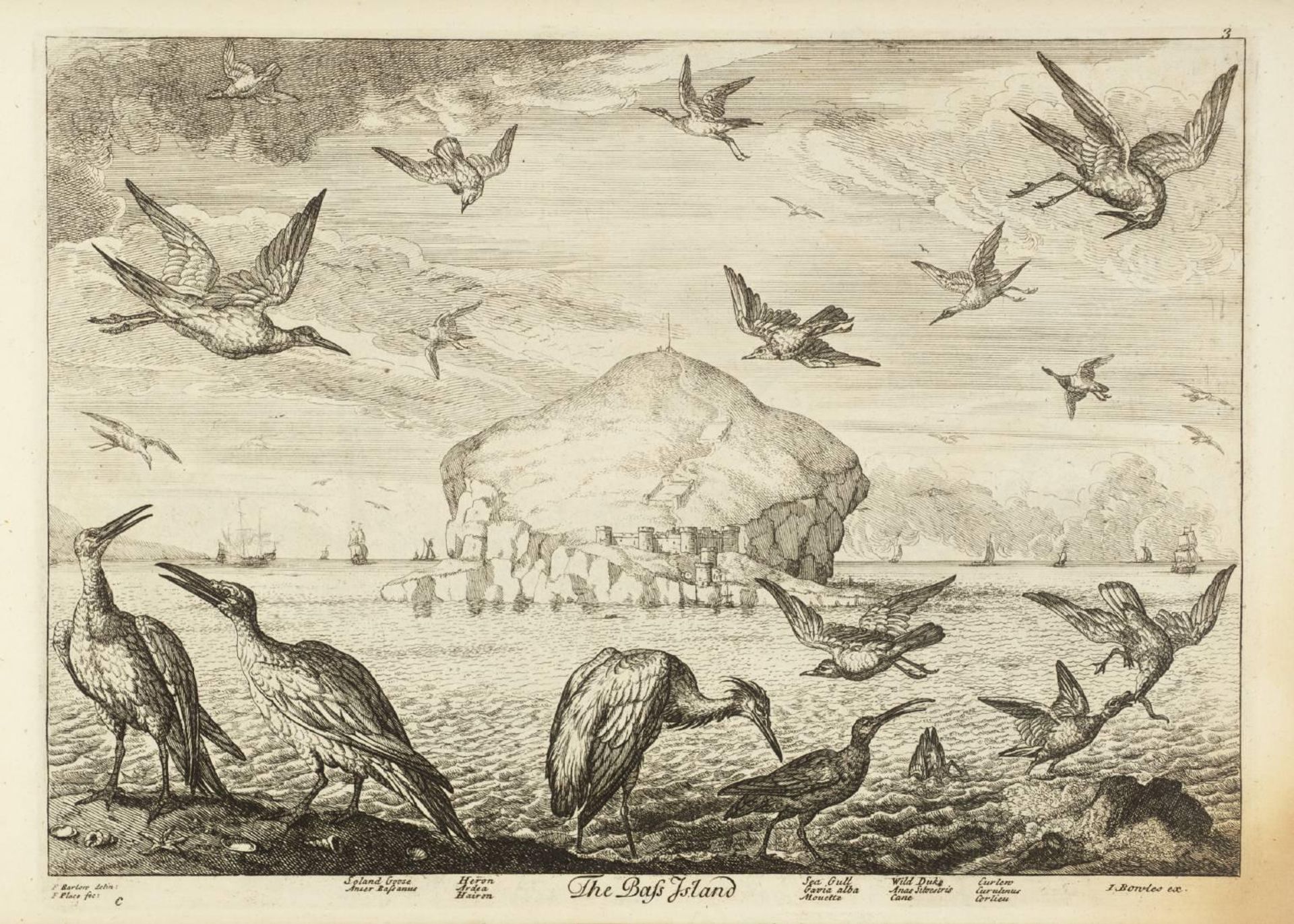 The Bass Island: Soland Goose; Heron; Sea Gull; Wild Duk; Curlew by Francis Barlow
