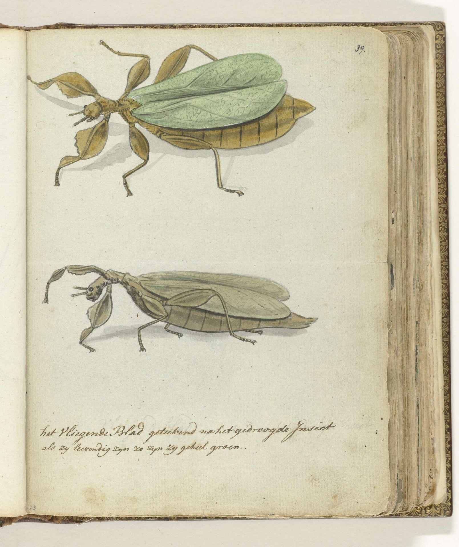 Het Vliegende blad by Jan Brandes