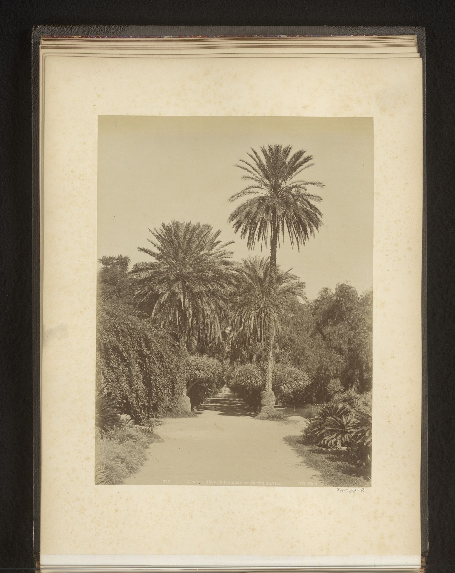 Gezicht op Allee de Palmiers in Jardin d'essai du Hamma te Algiers by Étienne Neurdein
