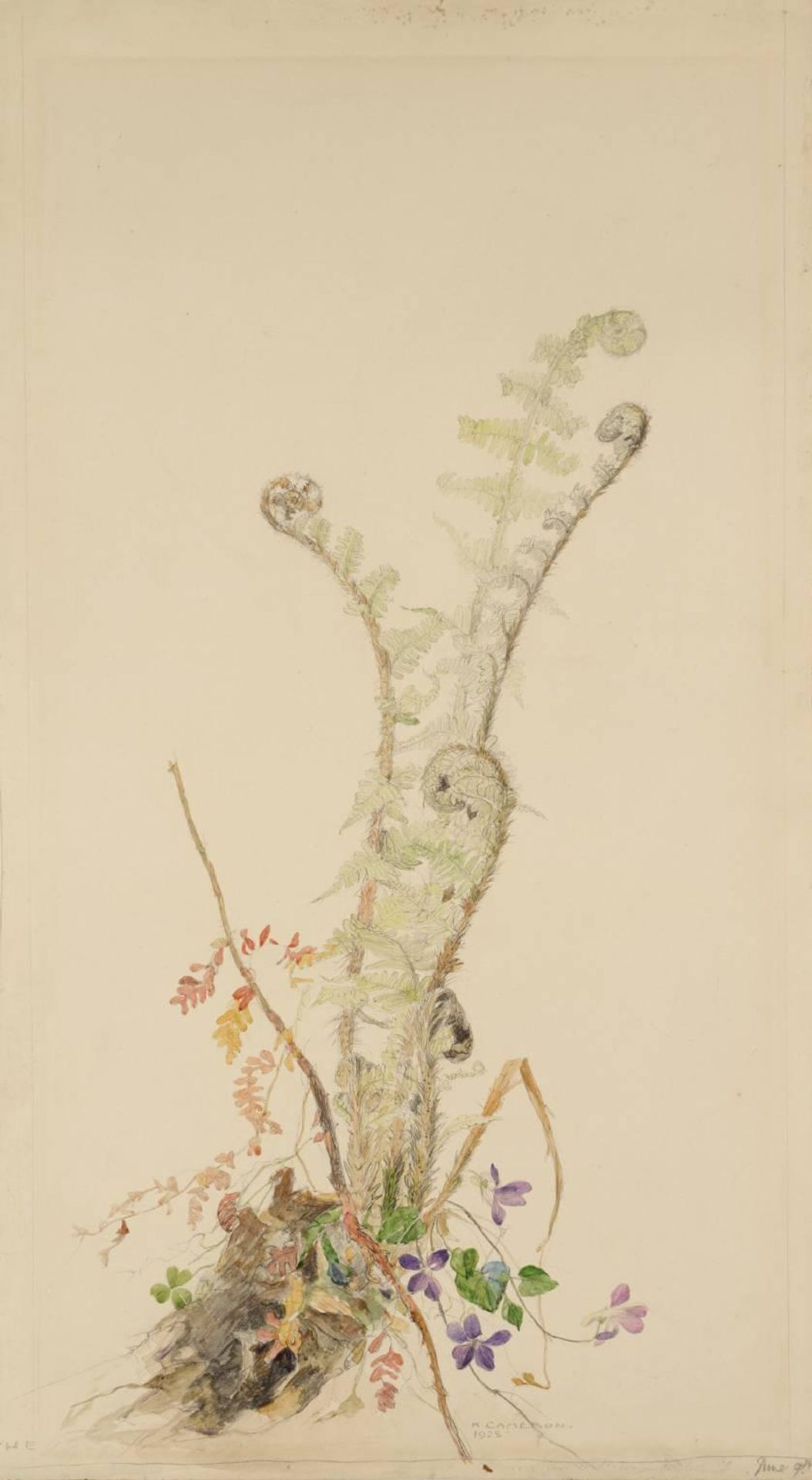 The Mountain Fern by  Katherine Cameron