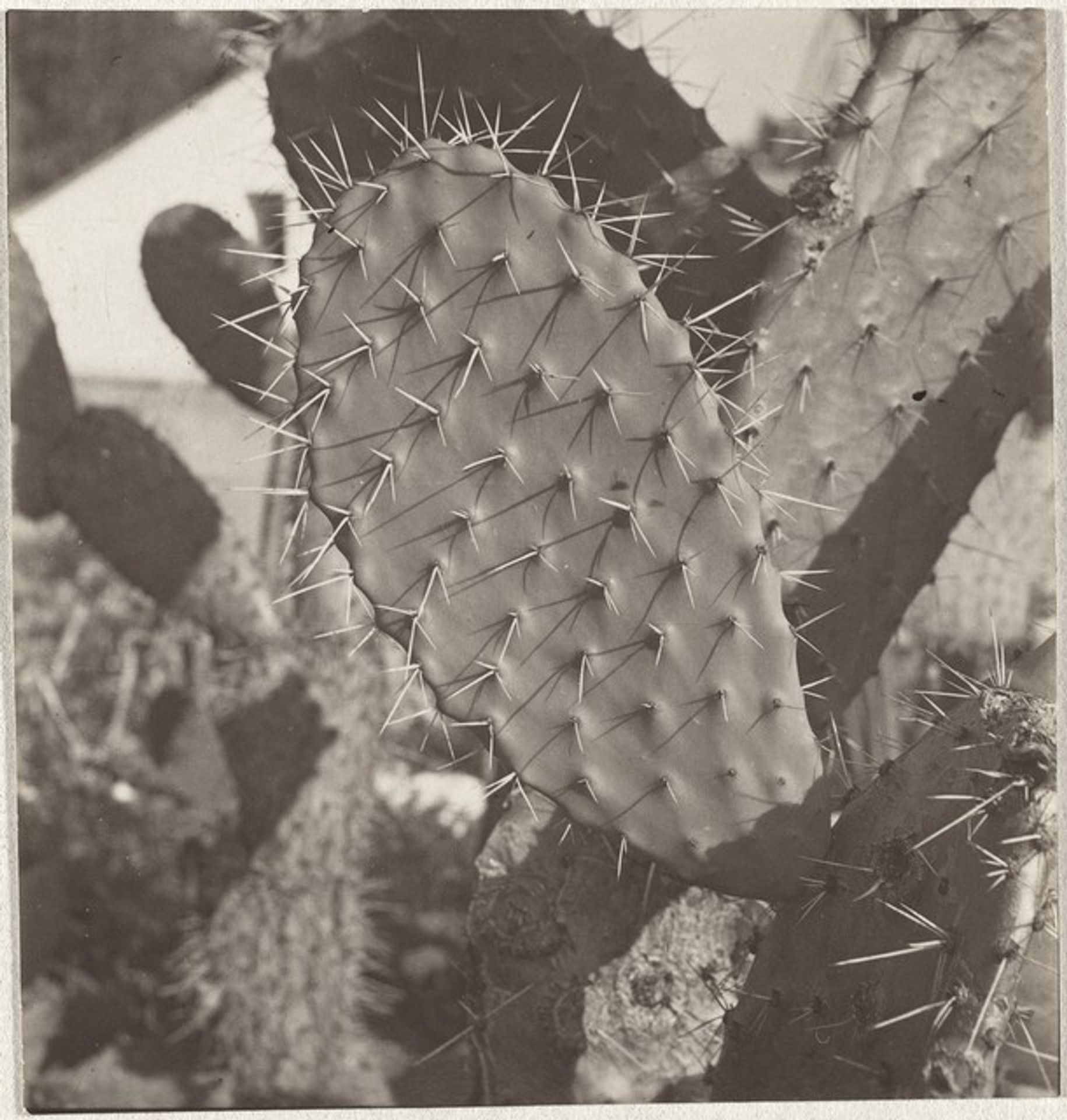Cactus, Zurich Botanic Garden by Robert Frank