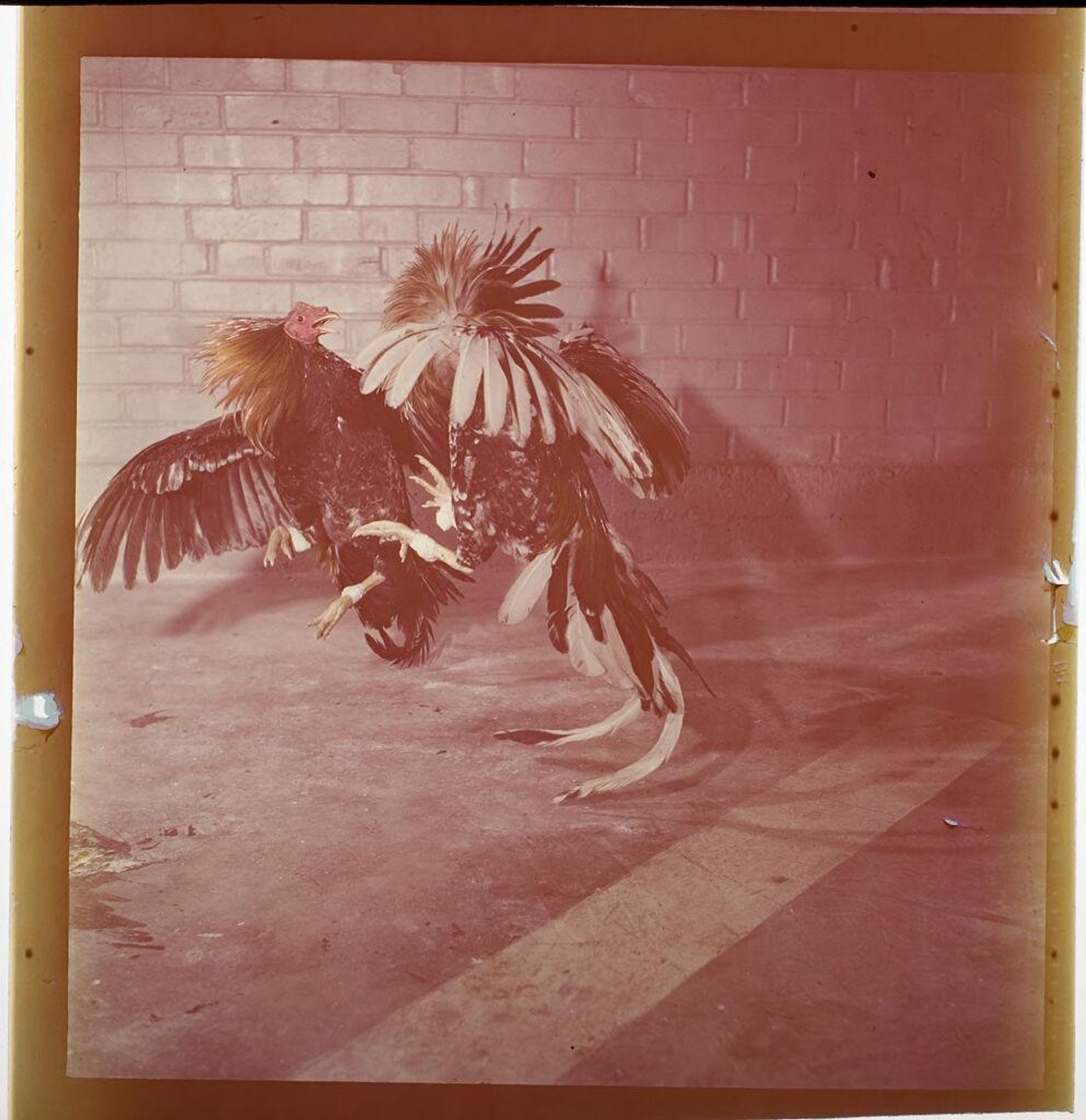 Untitled (two birds cockfighting) by Jack Gould