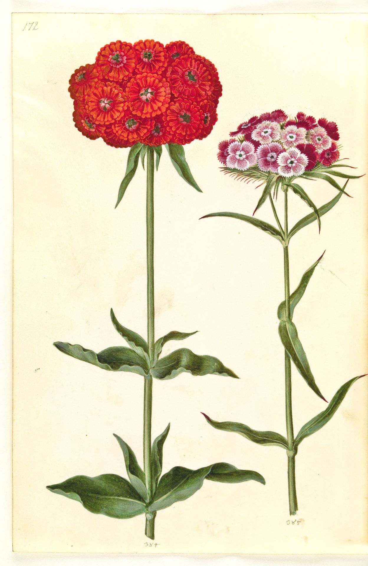 Silene chalcedonica (brændende kærlighed); Dianthus barbatus (studenter-nellike) by Hans Simon Holtzbecker