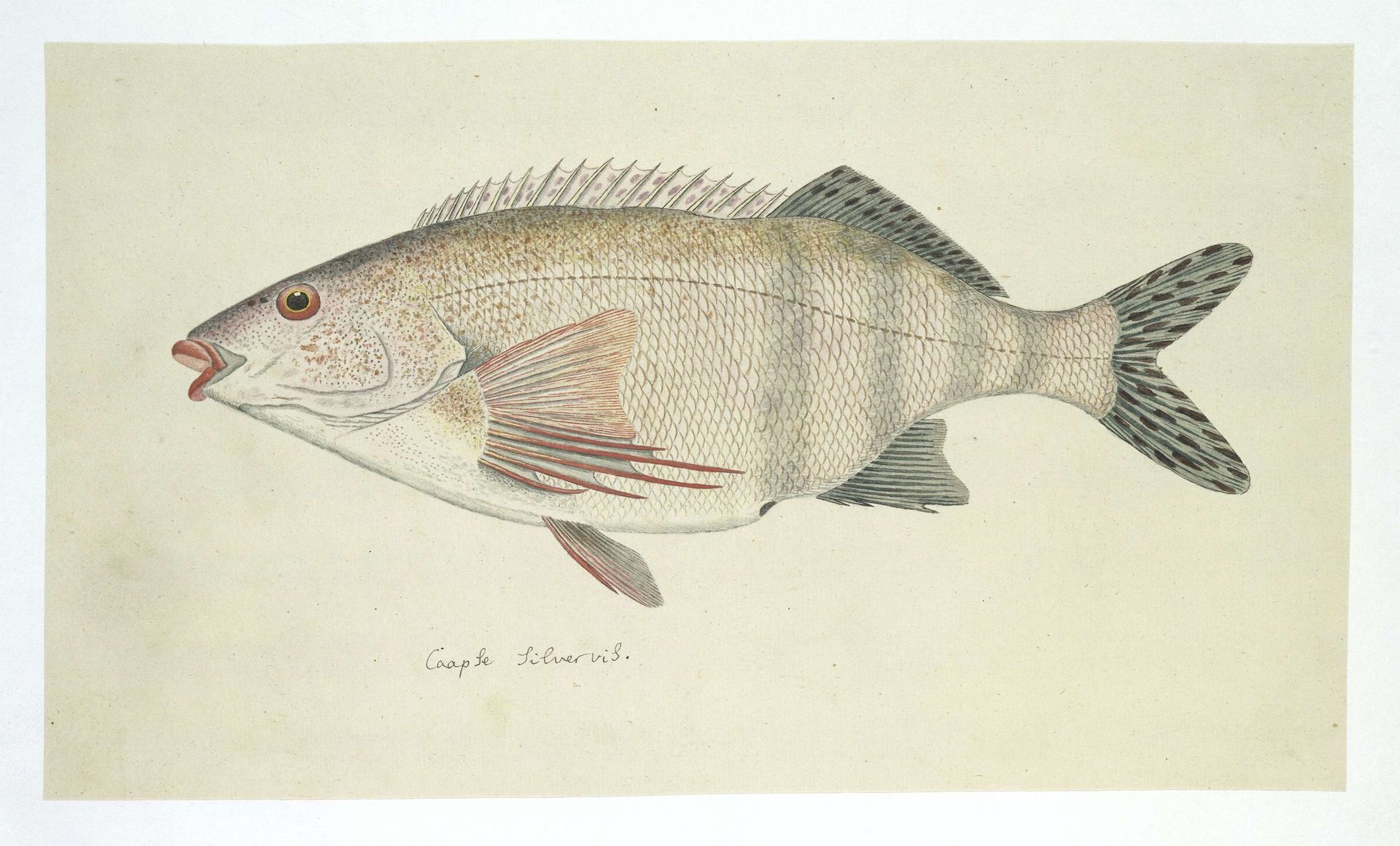 Cheilodactylus fasciatus (Redfingers) by Robert Jacob Gordon