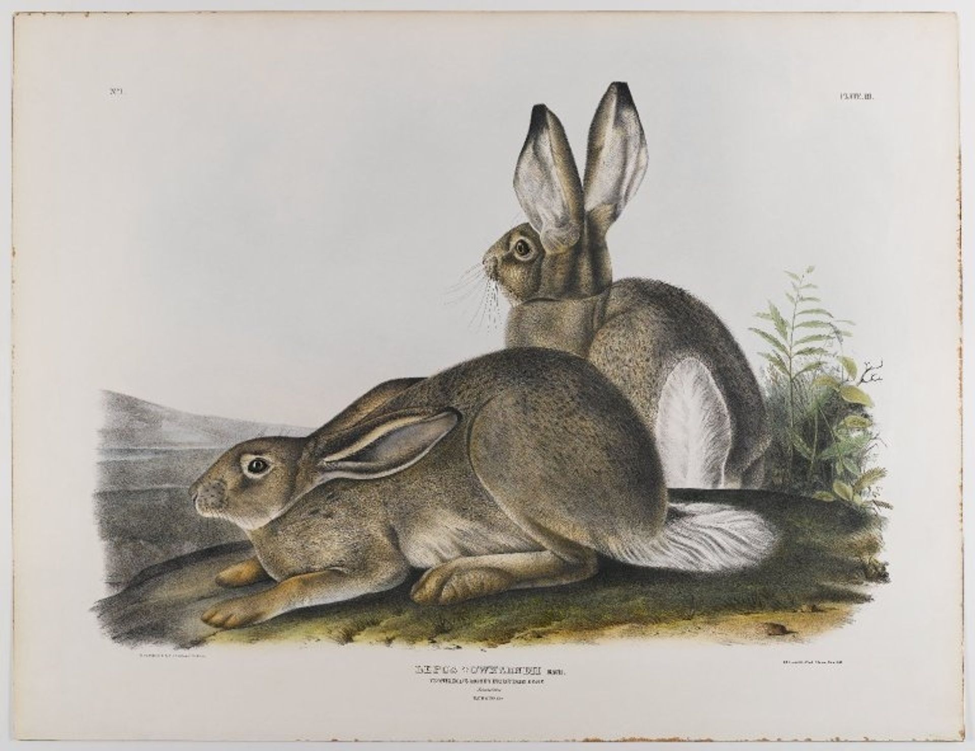 Townsend's Rocky Mountain Hare by John James Audubon
