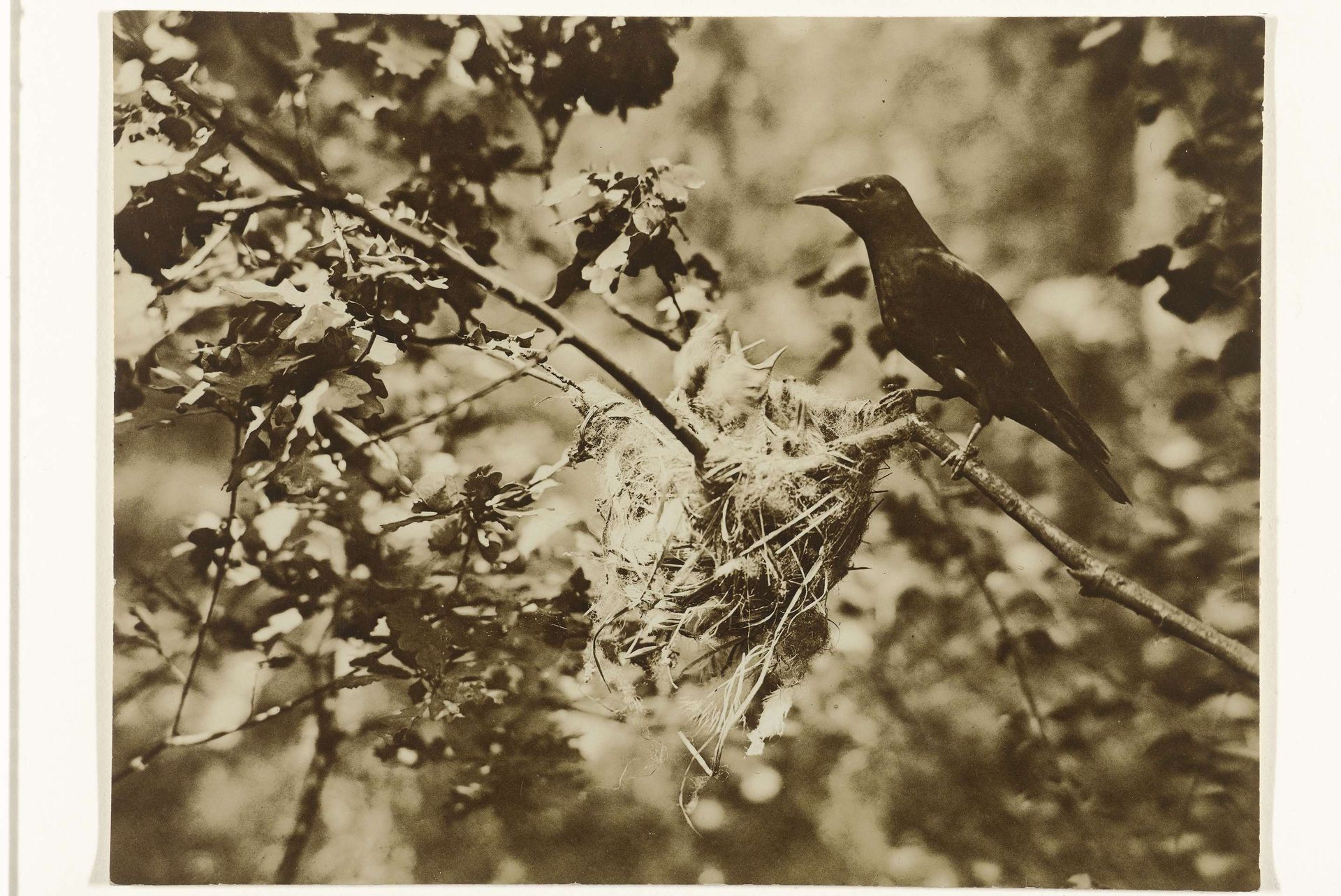 Wielewaal bij een nest met jongen (vogels, nesten) by Richard Tepe