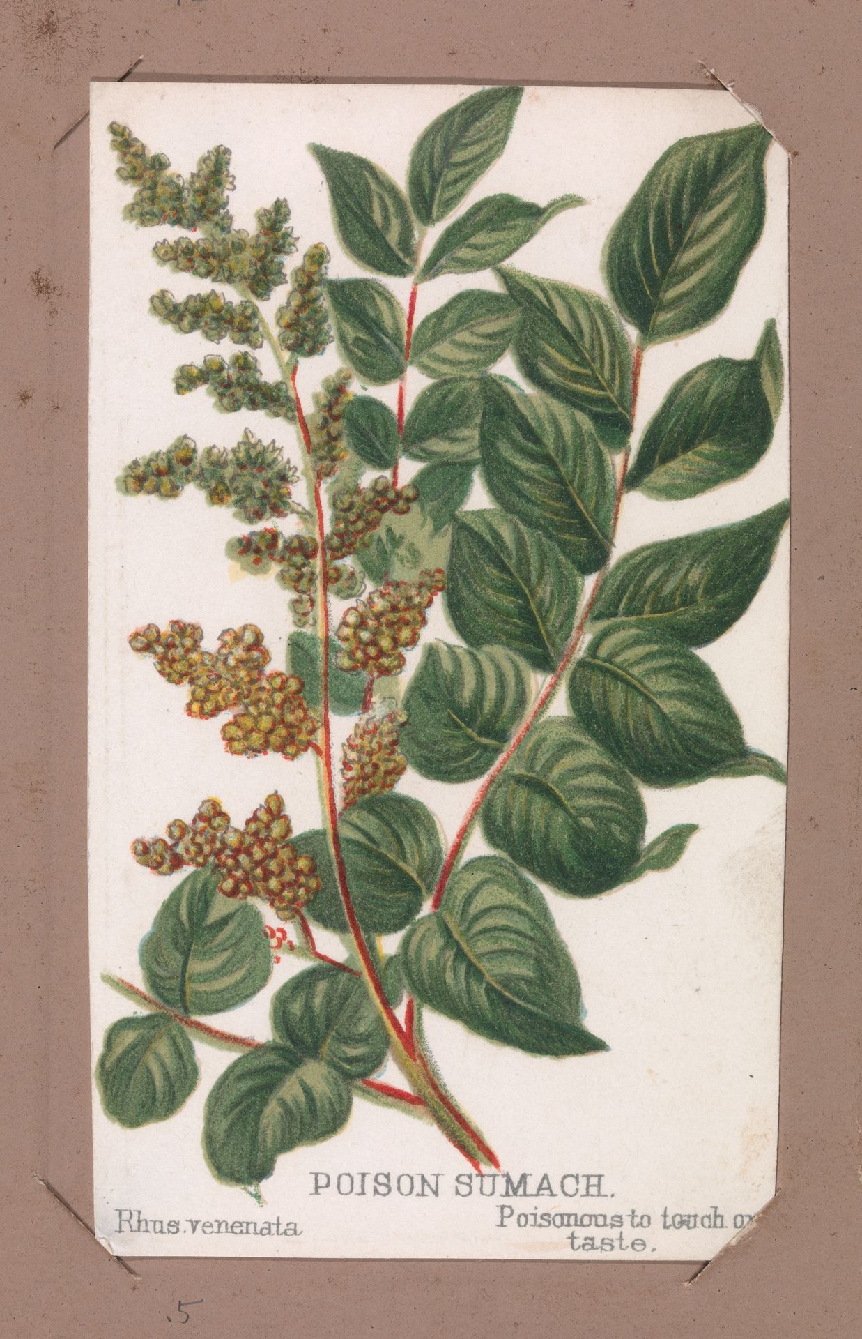 Poison Sumach from the Plants series by Louis Prang & Co.