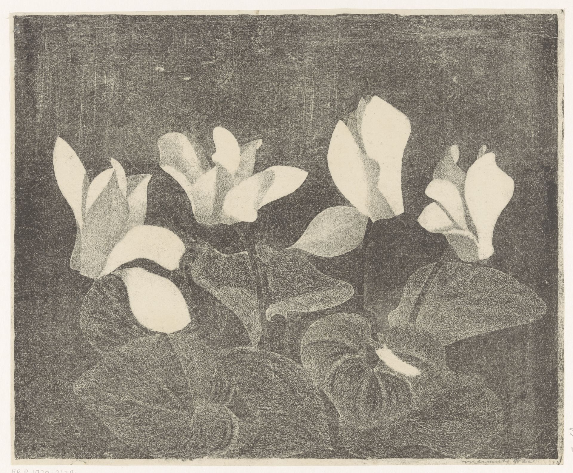 Cyclamen by Samuel Jessurun de Mesquita