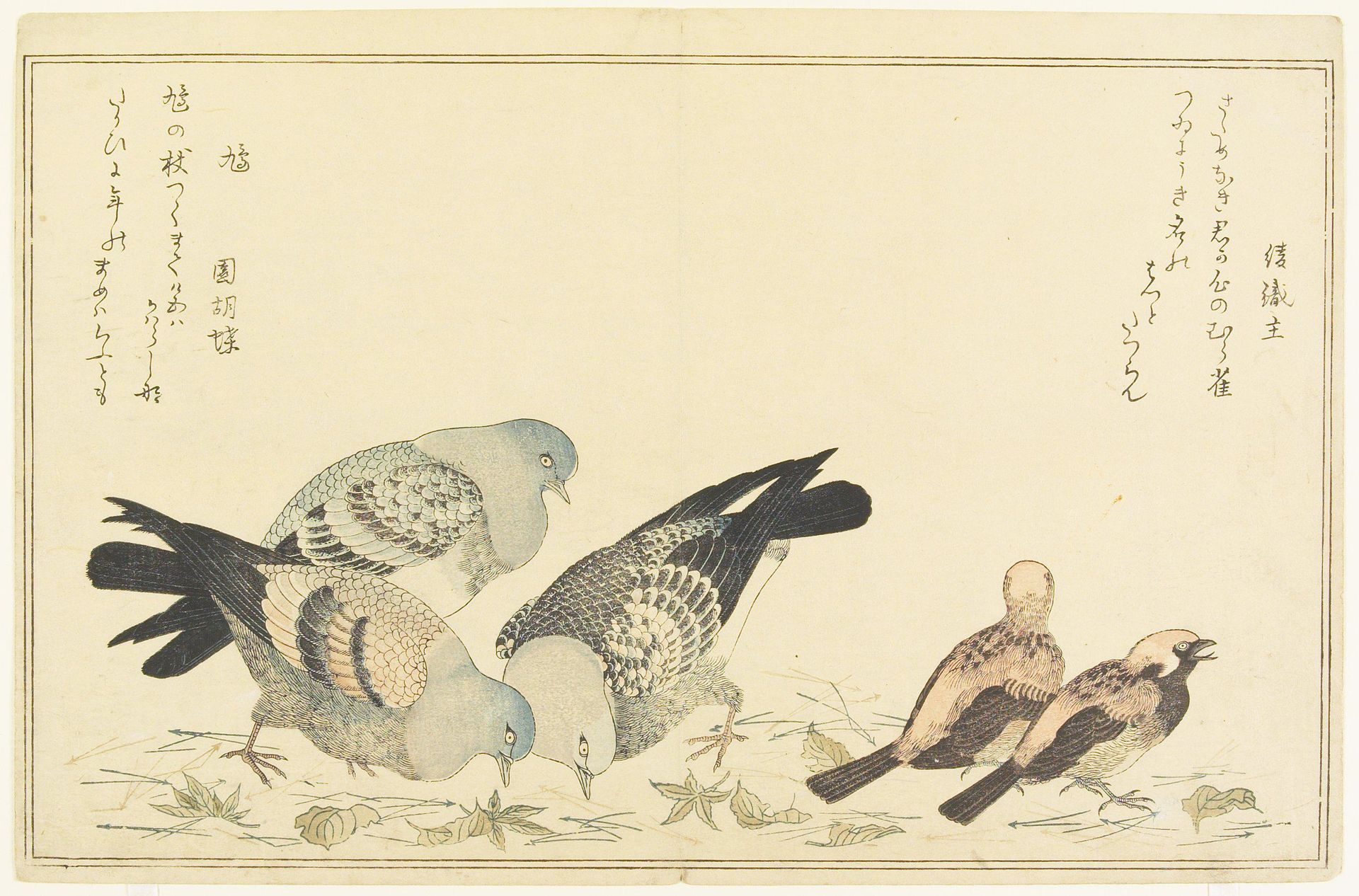 Tree Sparrow and Rock Dove by Kitagawa Utamaro