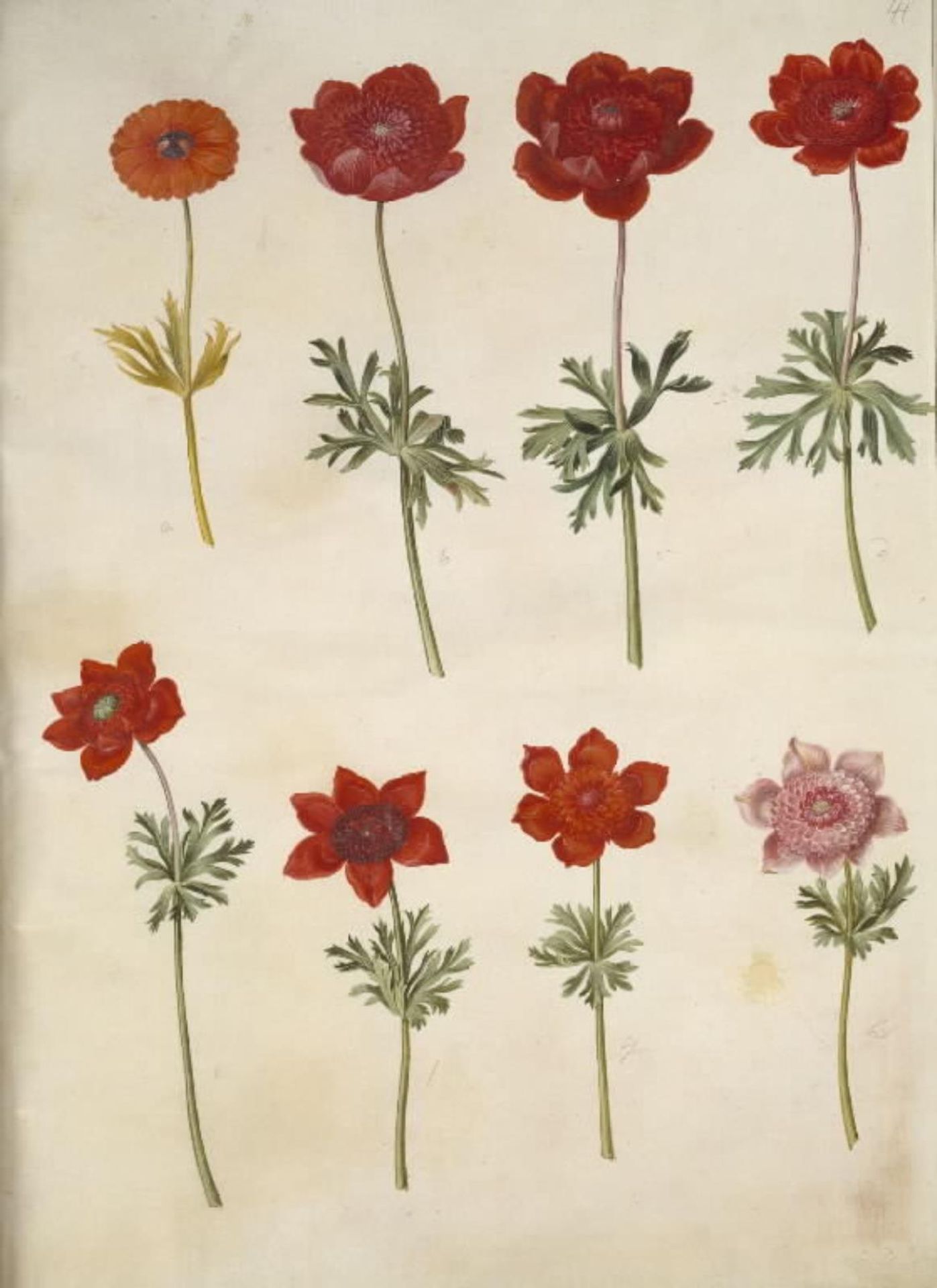 Anemone ×fulgens (skinnende anemone); Anemone coronaria (fransk anemone) by Hans Simon Holtzbecker