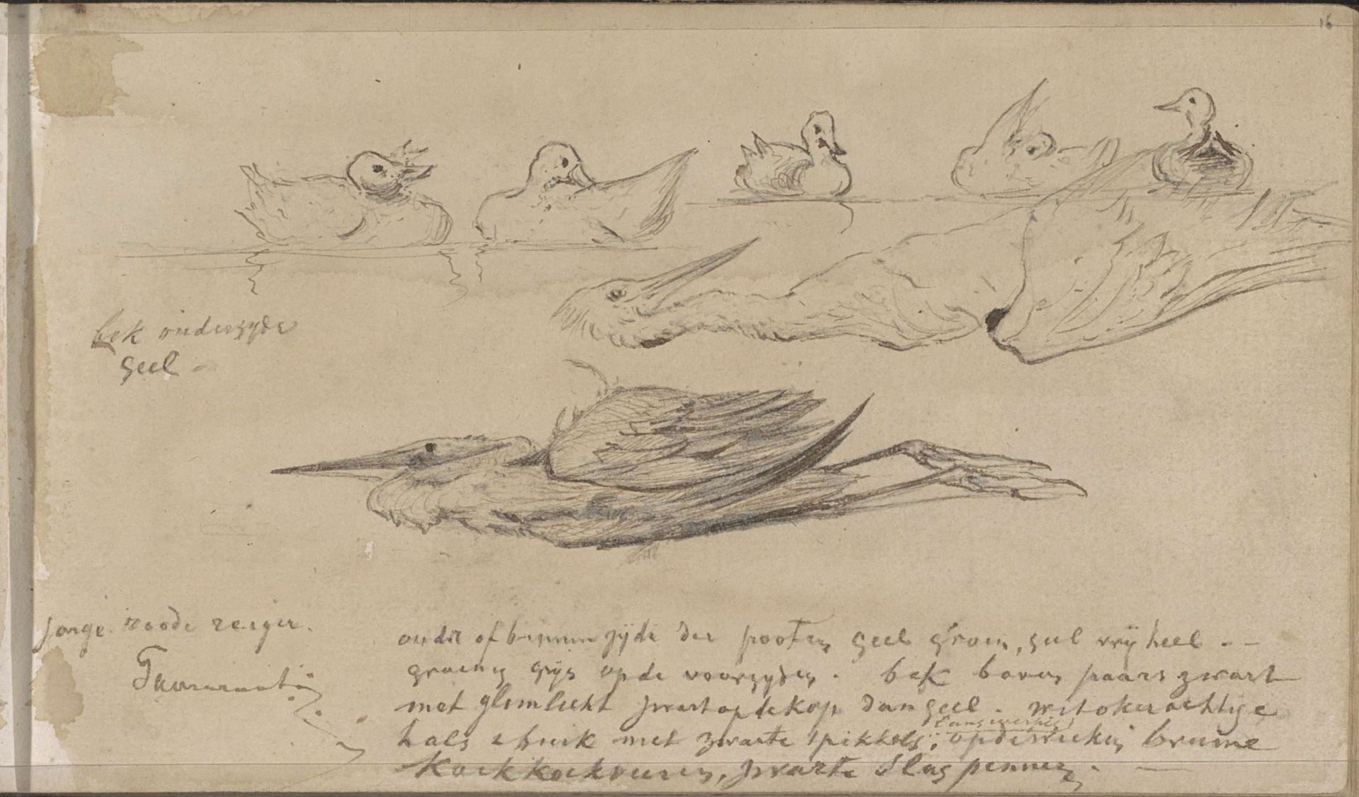 Eenden en een jonge reiger by Johannes Tavenraat