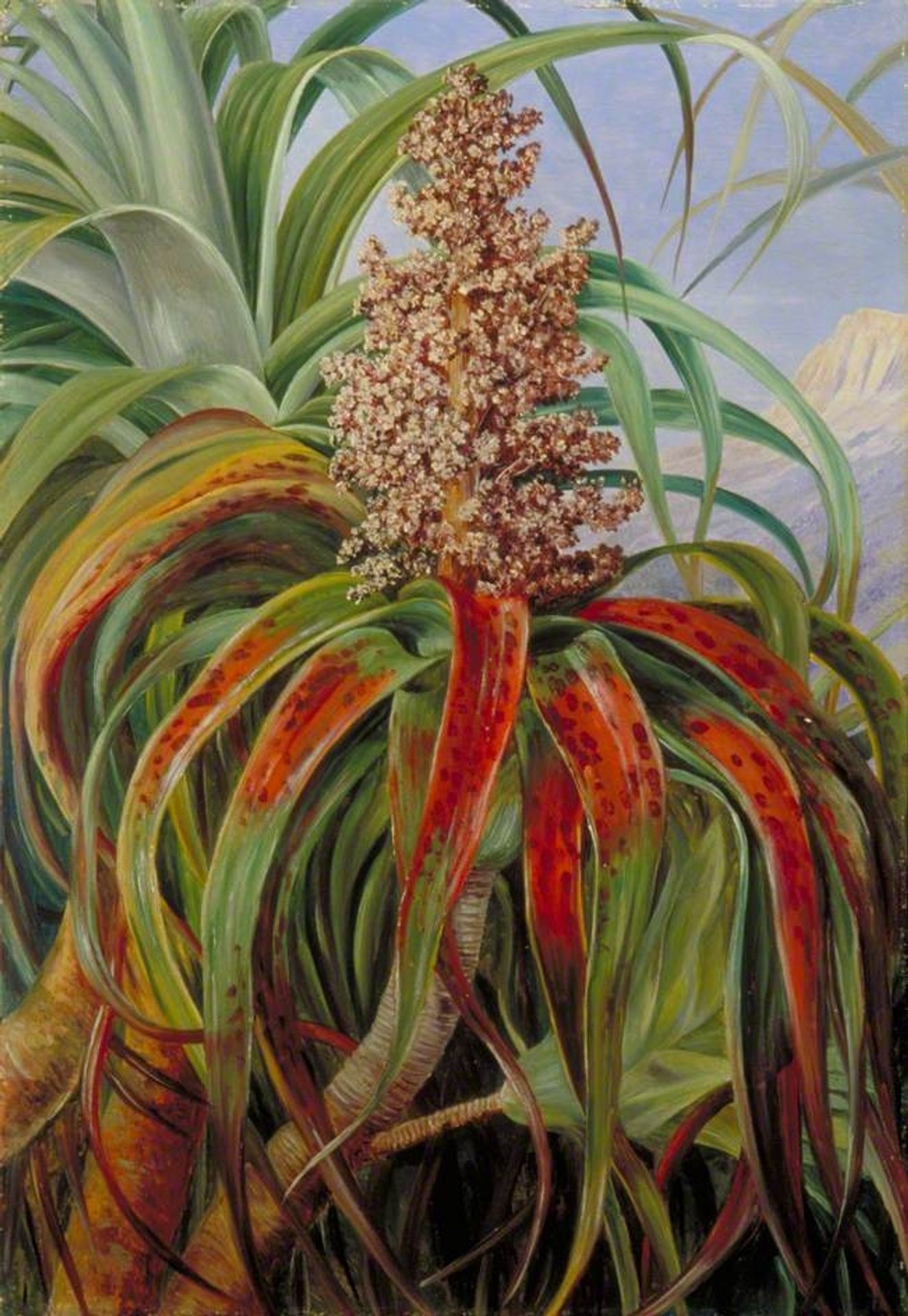 A New Zealand Dracophyllum by Marianne North