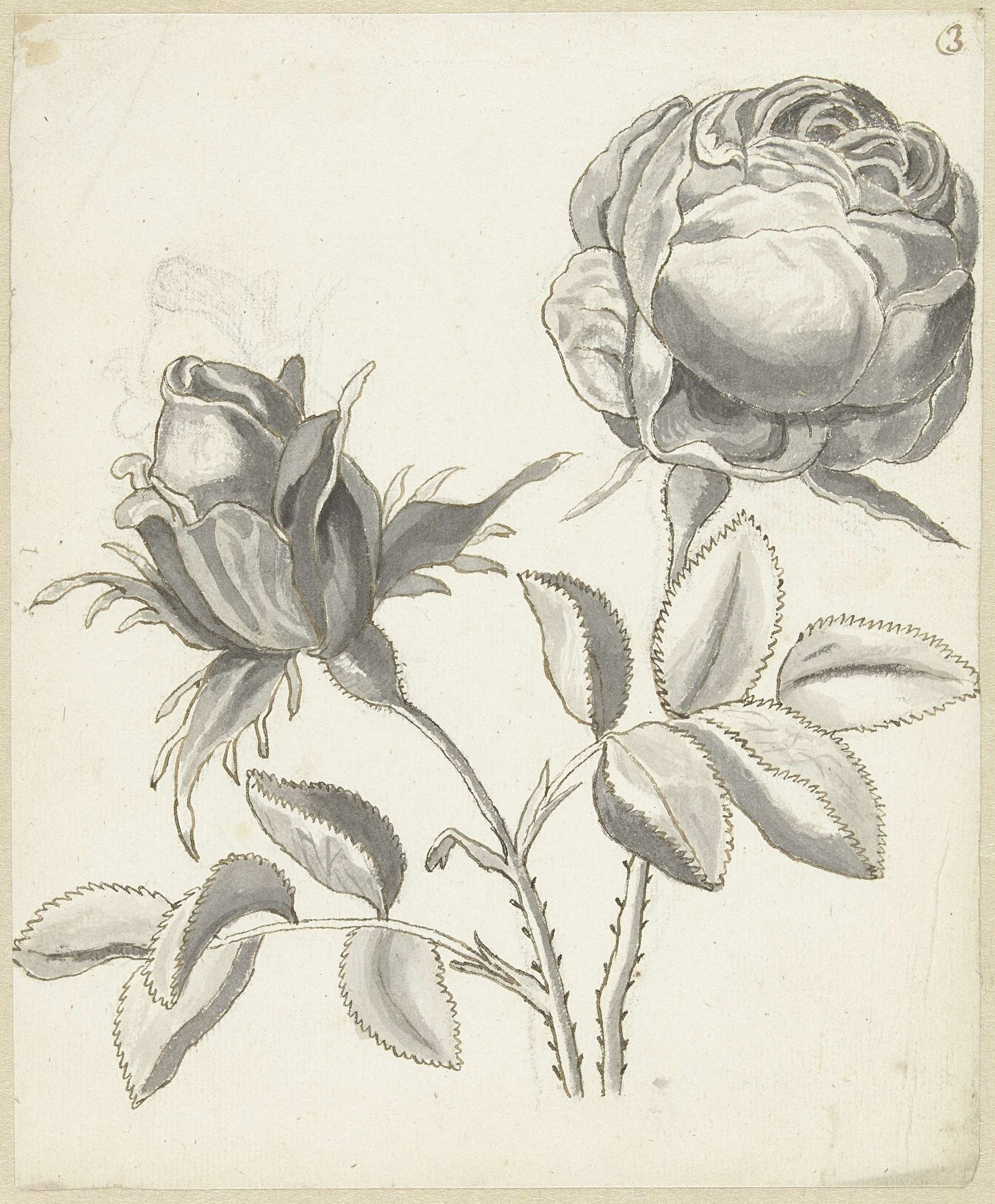 Twee rozen by Bernard Picart