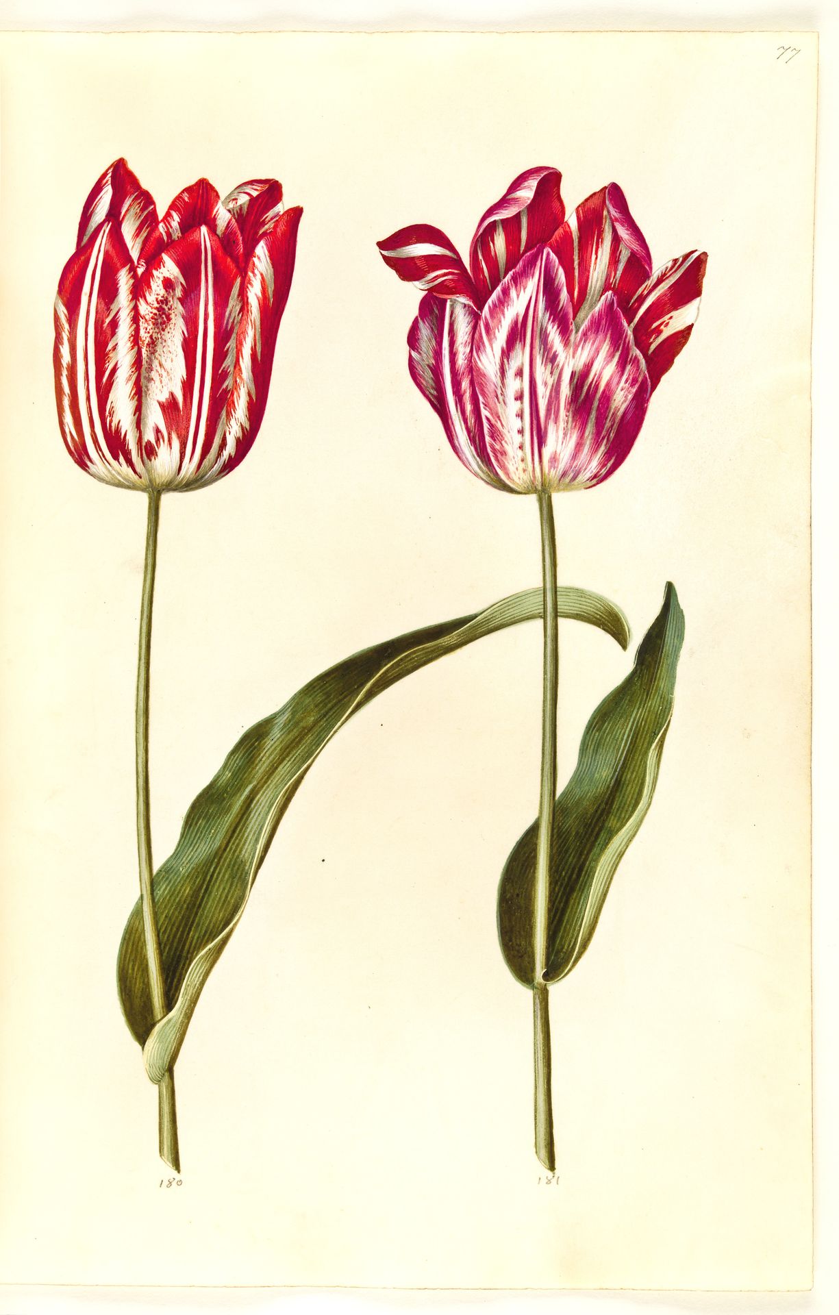 Tulipa gesneriana (have-tulipan) by Hans Simon Holtzbecker