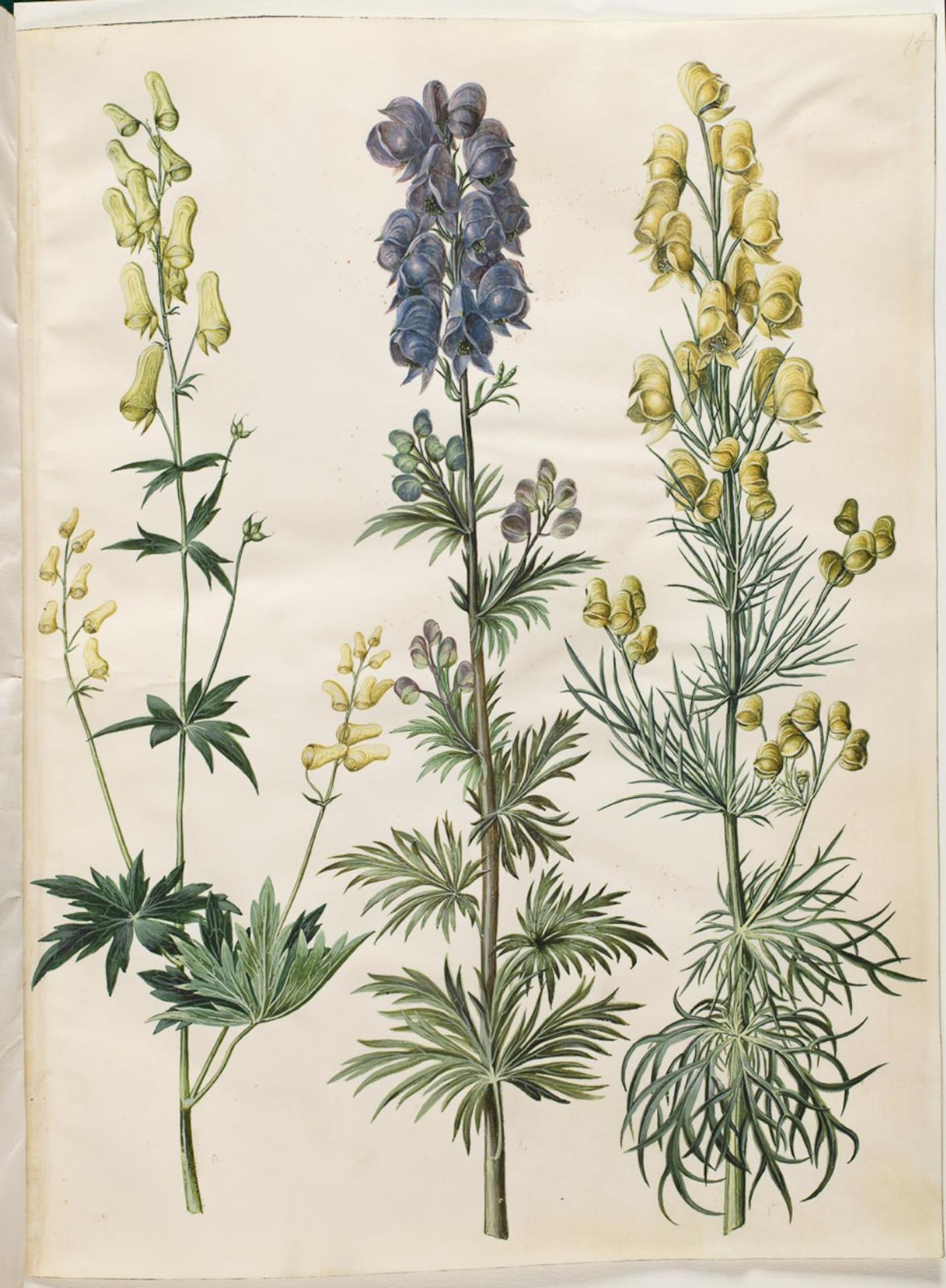 Aconitum lycoctonum (nordisk stormhat); Aconitum napellus (ægte stormhat); Aconitum anthora (finbladet stormhat) by Hans Simon Holtzbecker