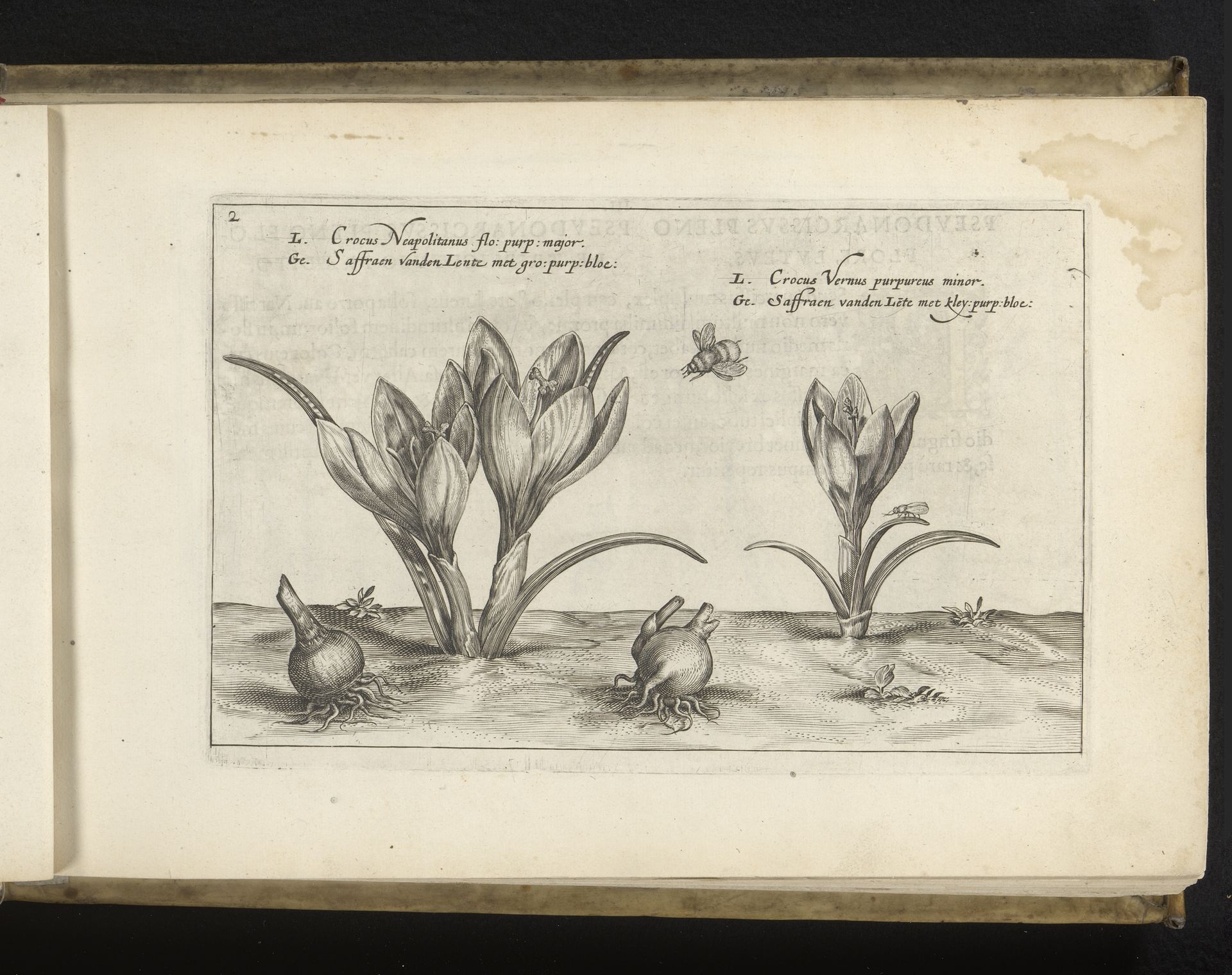 Twee lentebloeiende krokussen by Crispijn van de (II) Passe