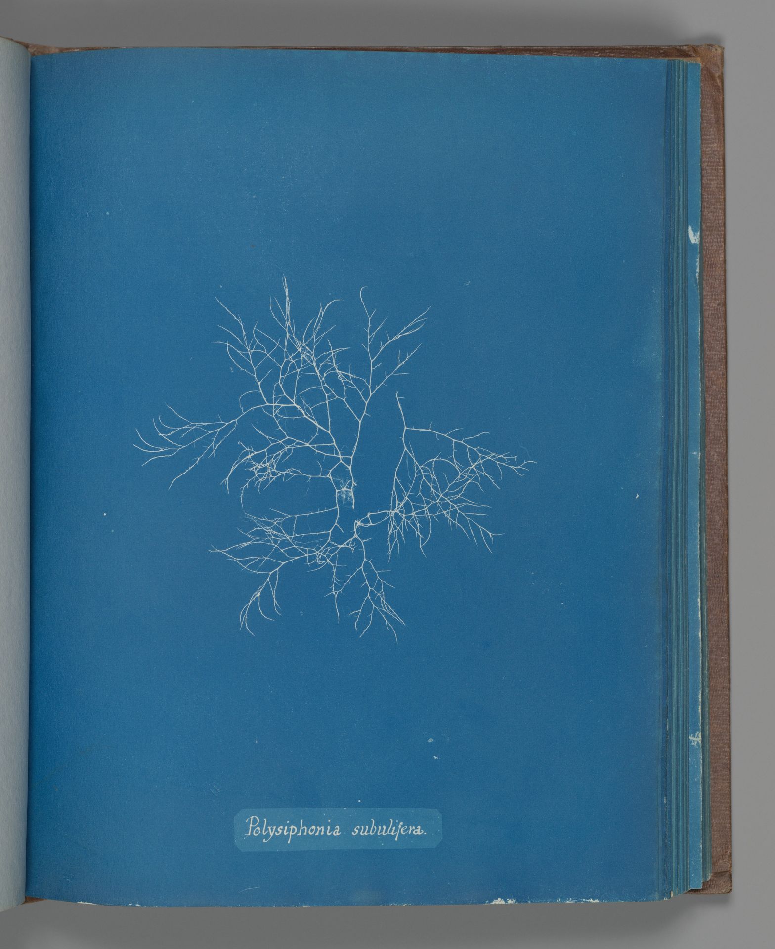 Polysiphonia subulifera by Anna Atkins